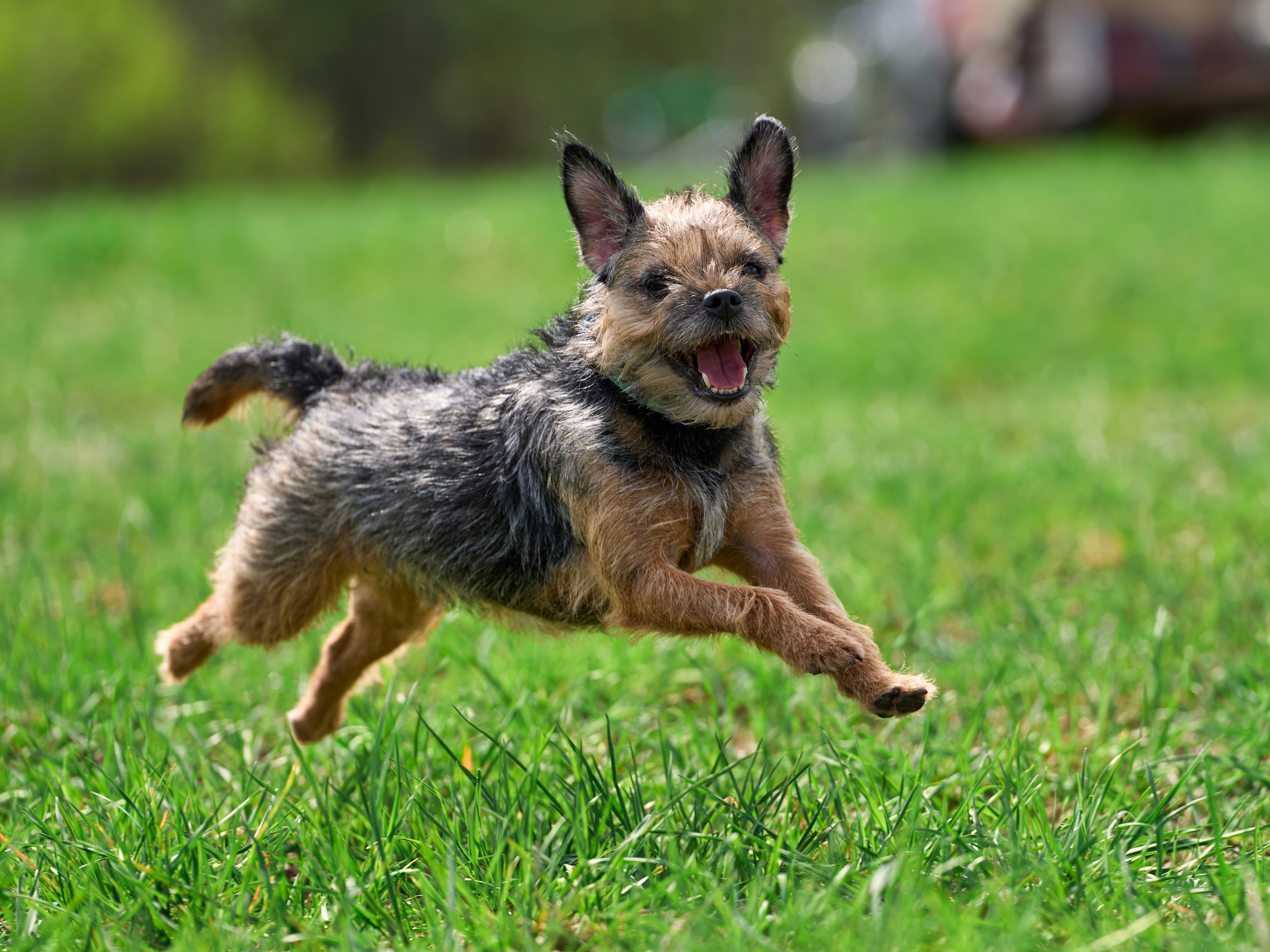 Репортажная съемка. Фотограф-анималист Михаил Манухин