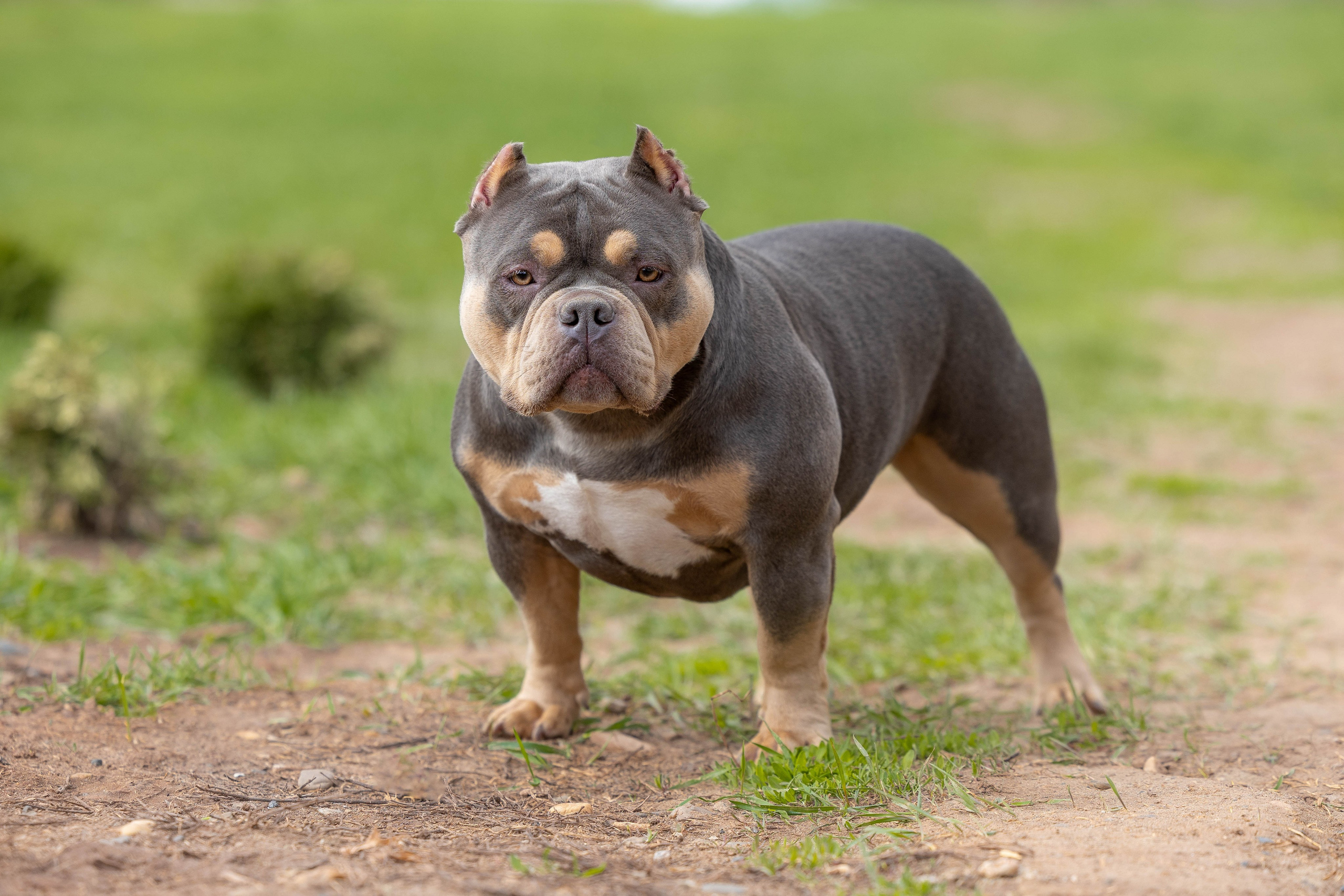 Щенки булли. Фотограф Анималист в Перми Анастасия Остерман