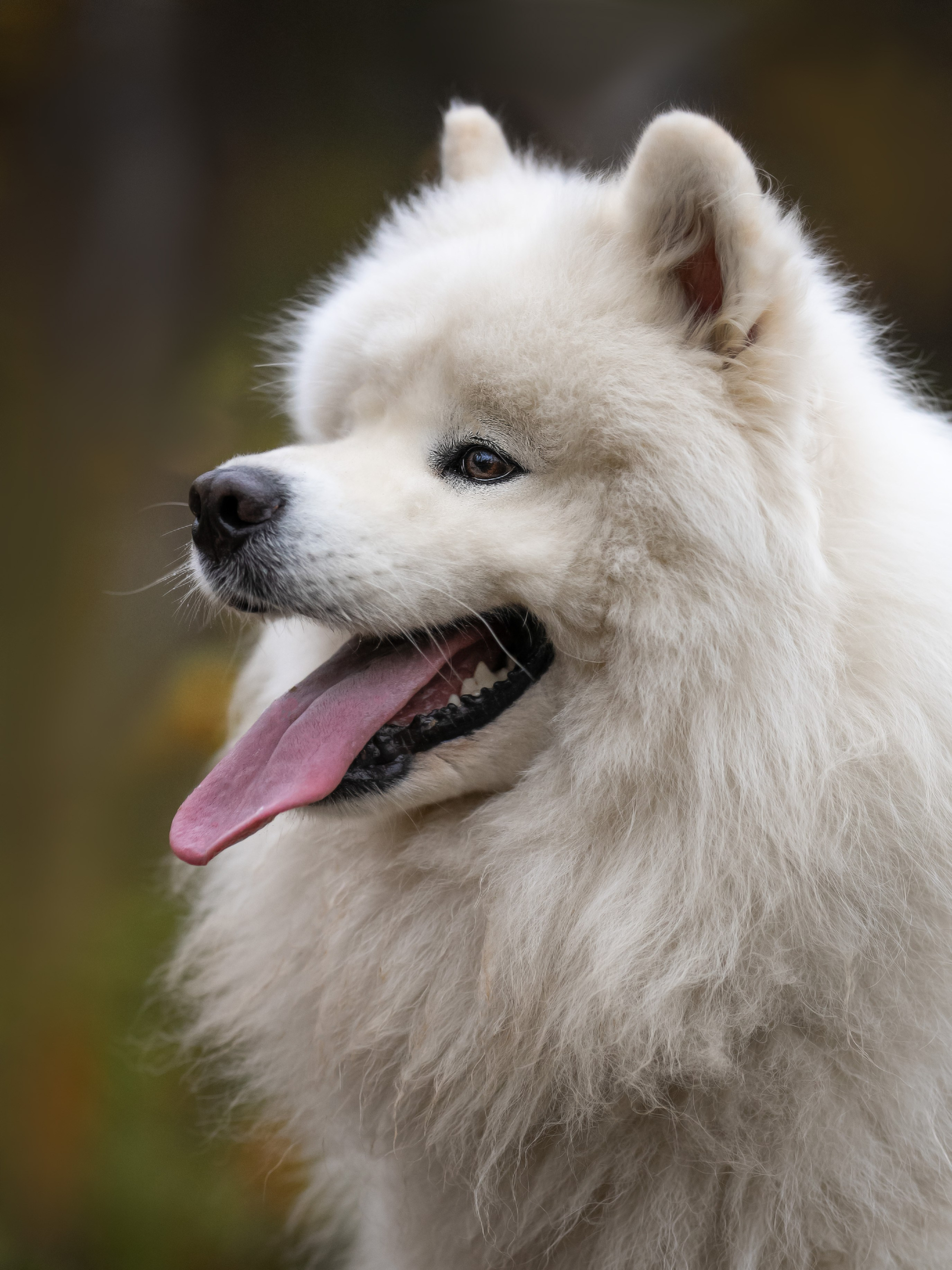 Самоед Олаф. Главная