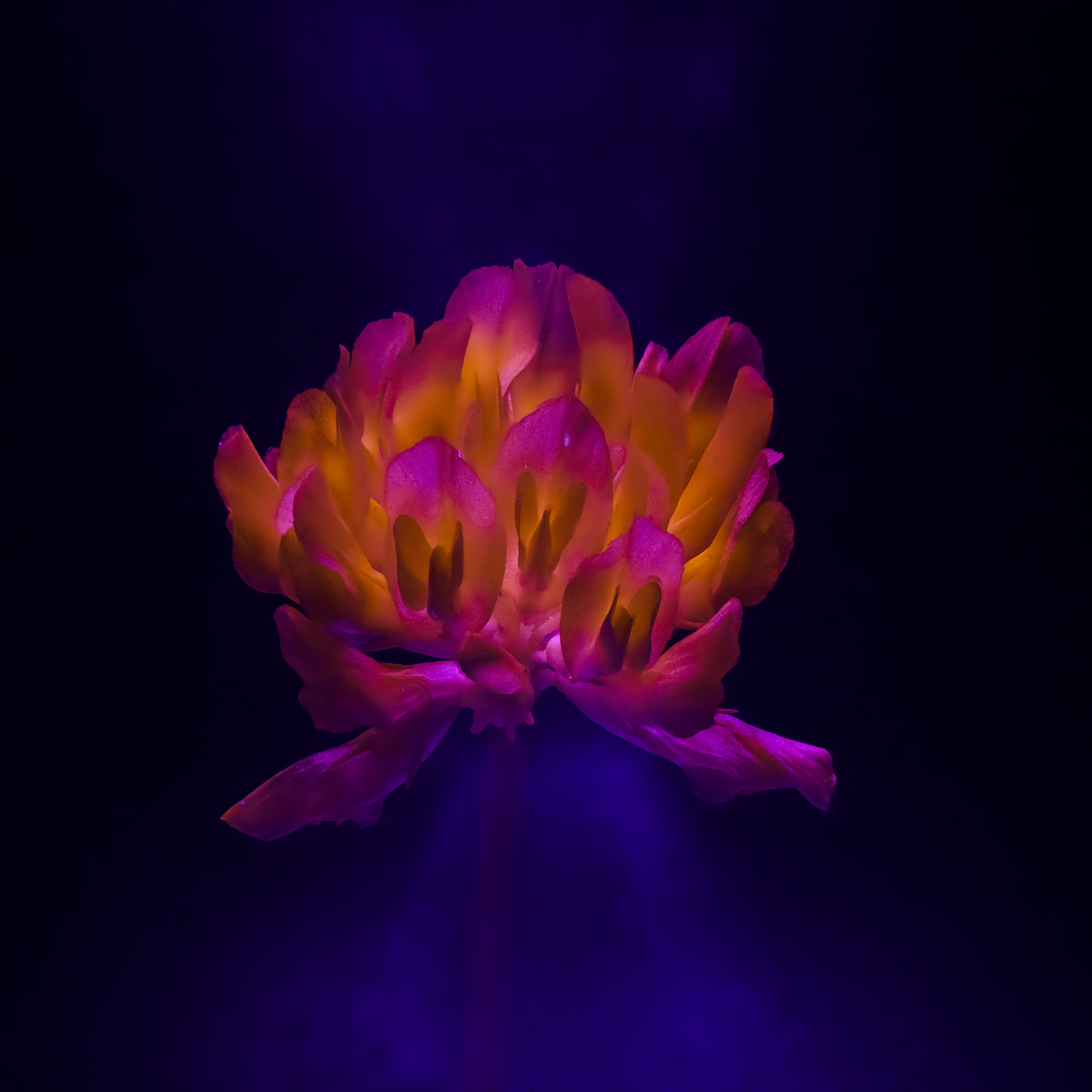 Macro — Макро