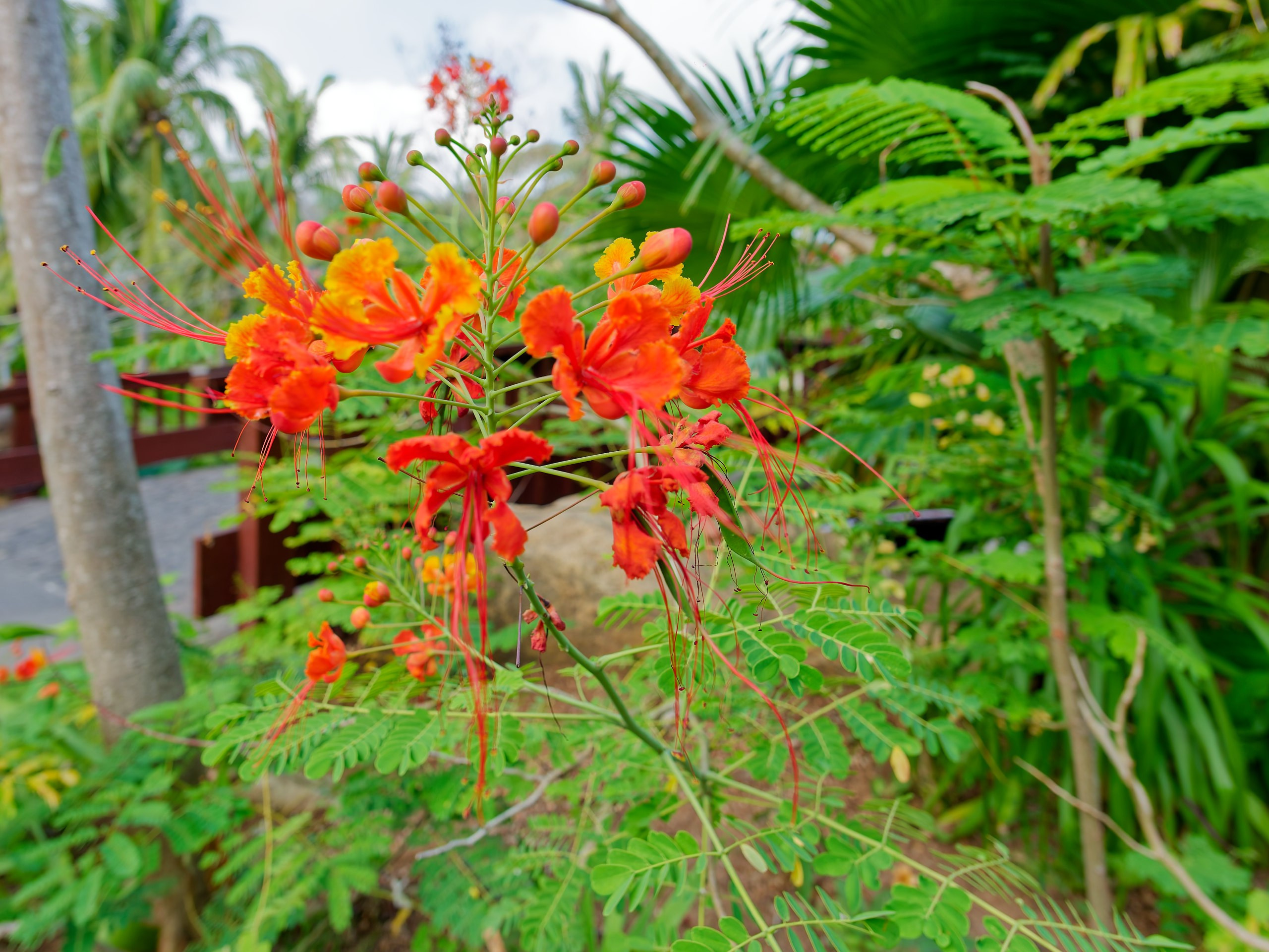 Хайнань 2026, флора, цветы и деревья. Фотопрогулки по Миру