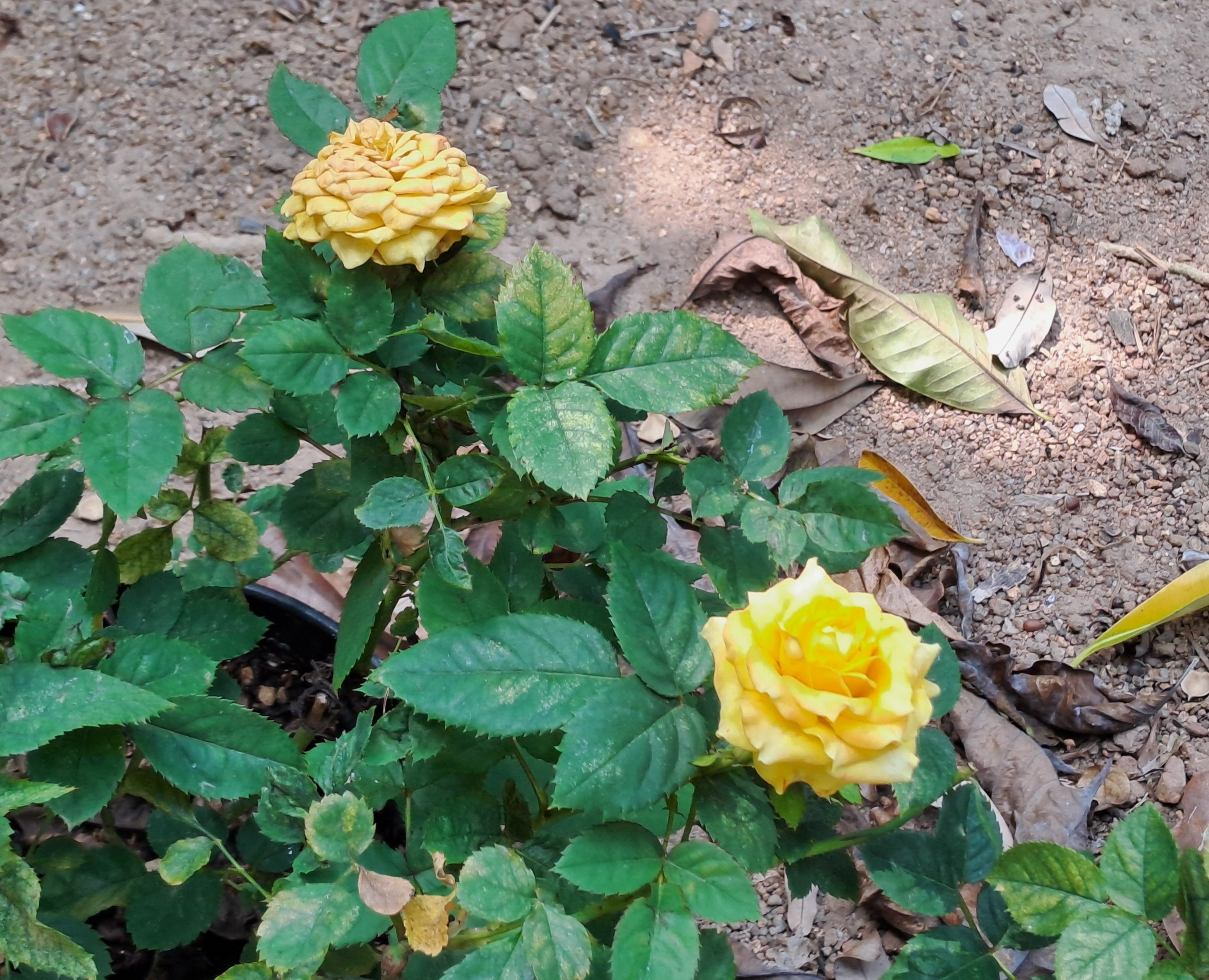 Хайнань 2026, флора, цветы и деревья. Фотопрогулки по Миру