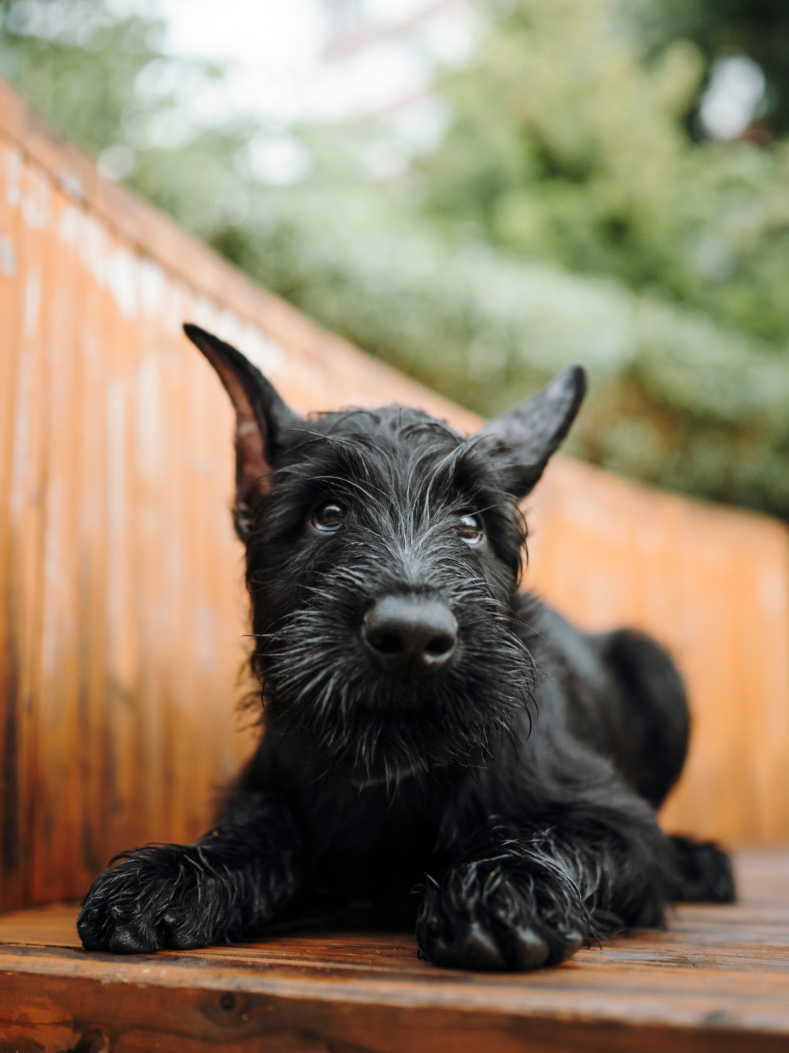 Даша и Умбра. Семейный фотограф анималист Ананьева Мария — Москва