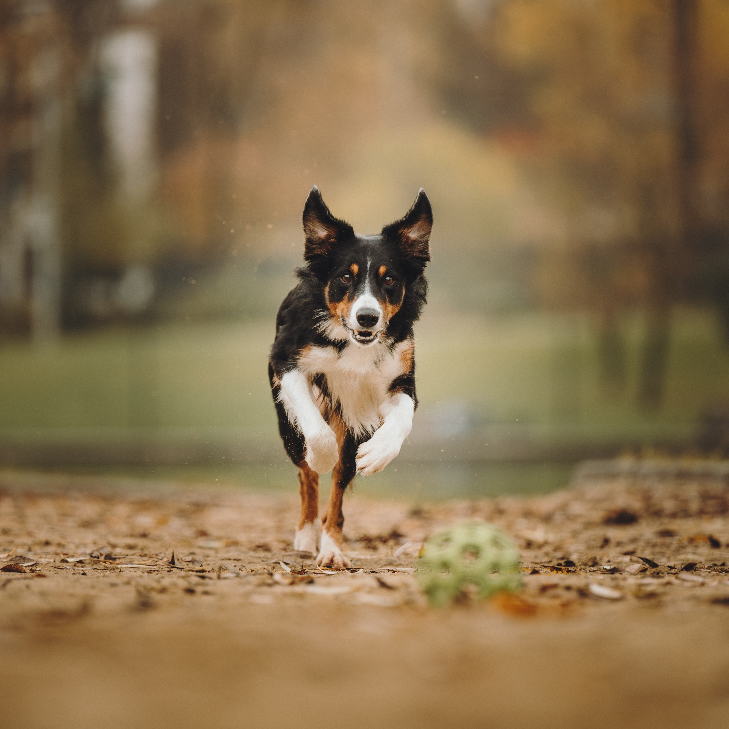 Аня, Оскар и Яр. Семейный фотограф анималист Ананьева Мария — Москва