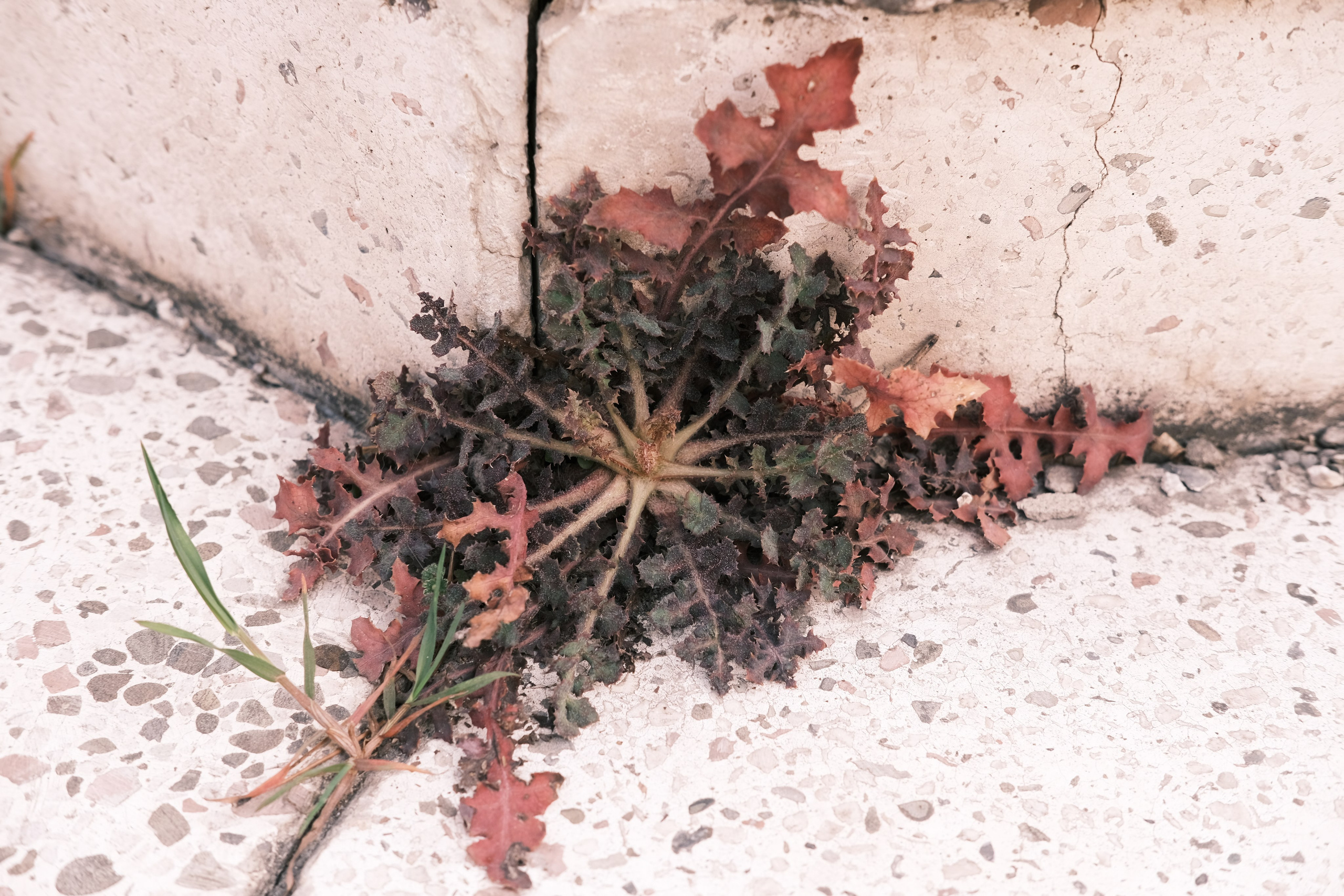 Городская и домашняя съемка в Тбилиси/ Алина и Гриша/ Или фотоблог из спального района. Photographer Tbilisi