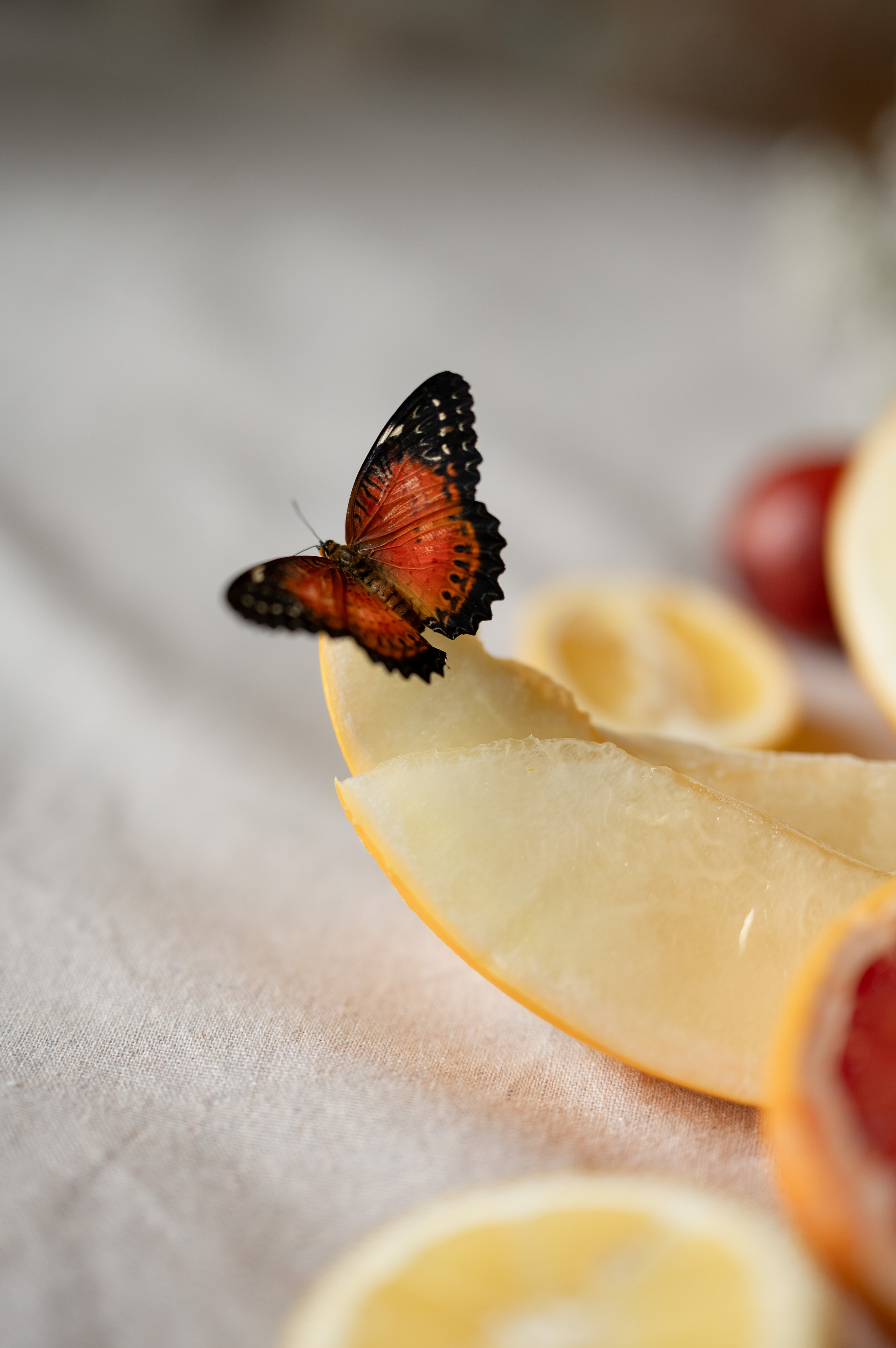 Фотосессия с бабочками. Каминская Екатерина. Семейный и детский фотограф в Москве