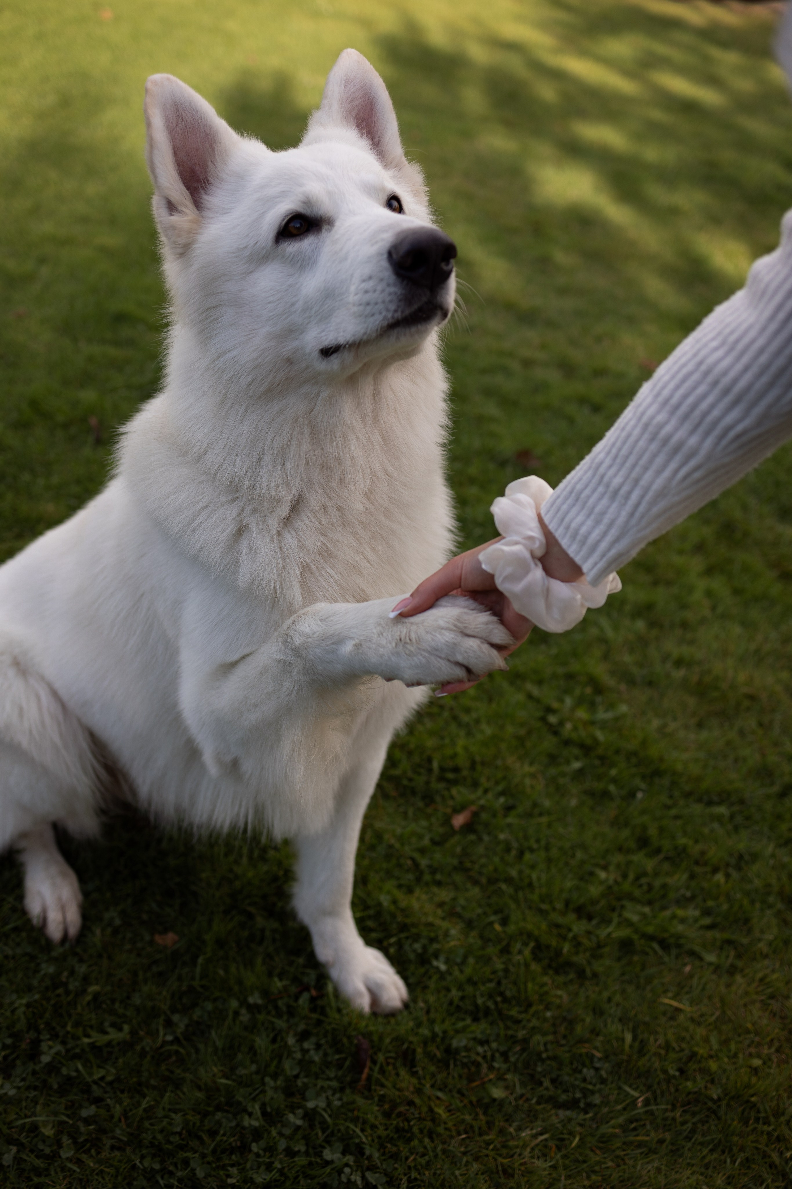 Алина и Райден. Фотограф — Анималист Наталья Тямушева