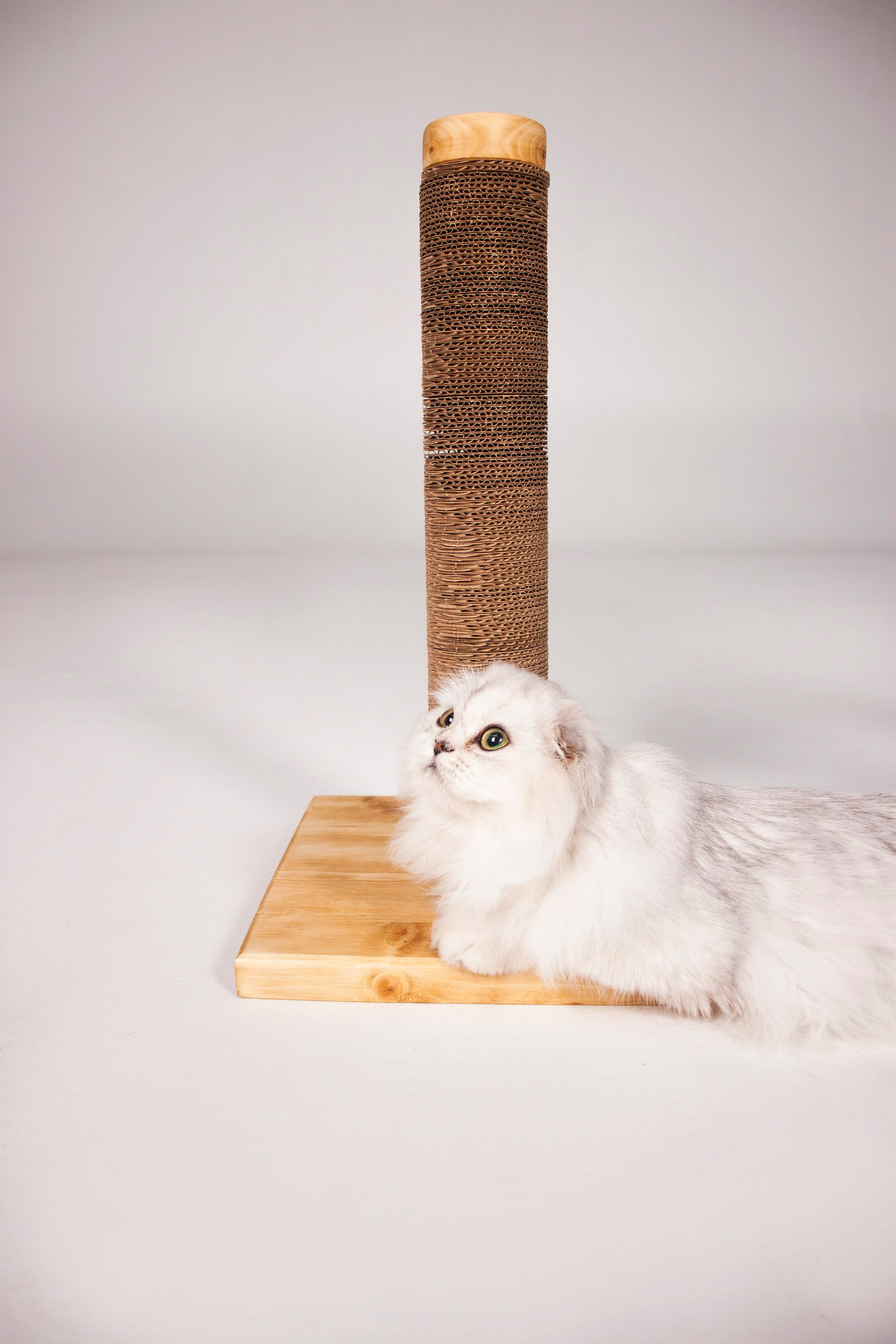 Работа с Tommy cat. Oksan_photo