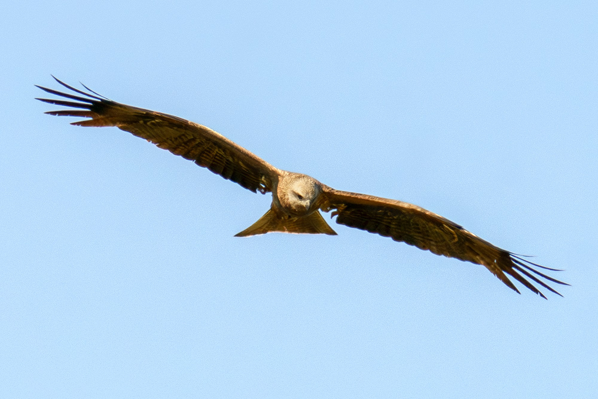 Удивительные мир птиц. Вокруг нас столько прекрасного — присмотритесь!. Ваш личный фотограф Марина Волкова
