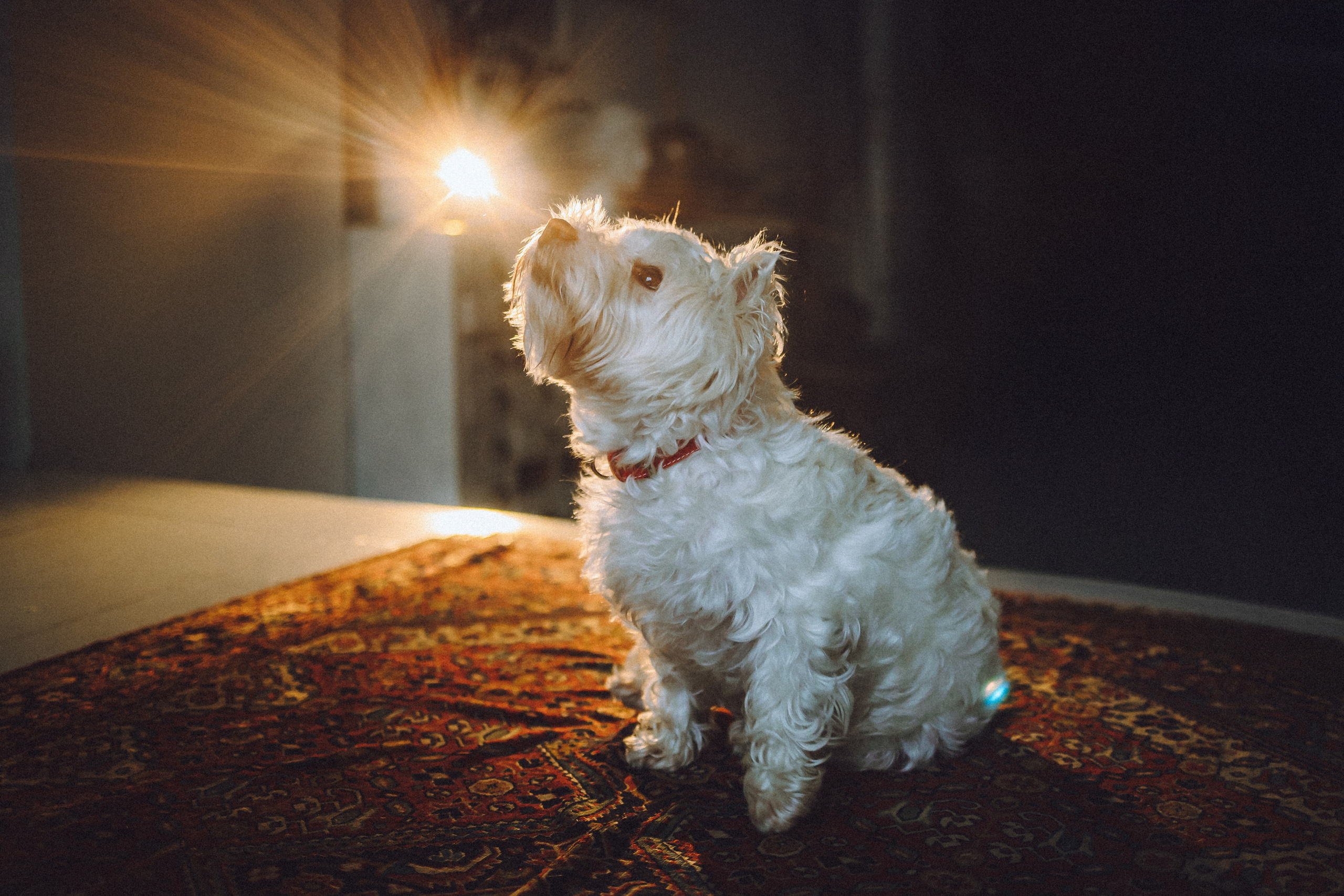 Вика, Глеб и Тори