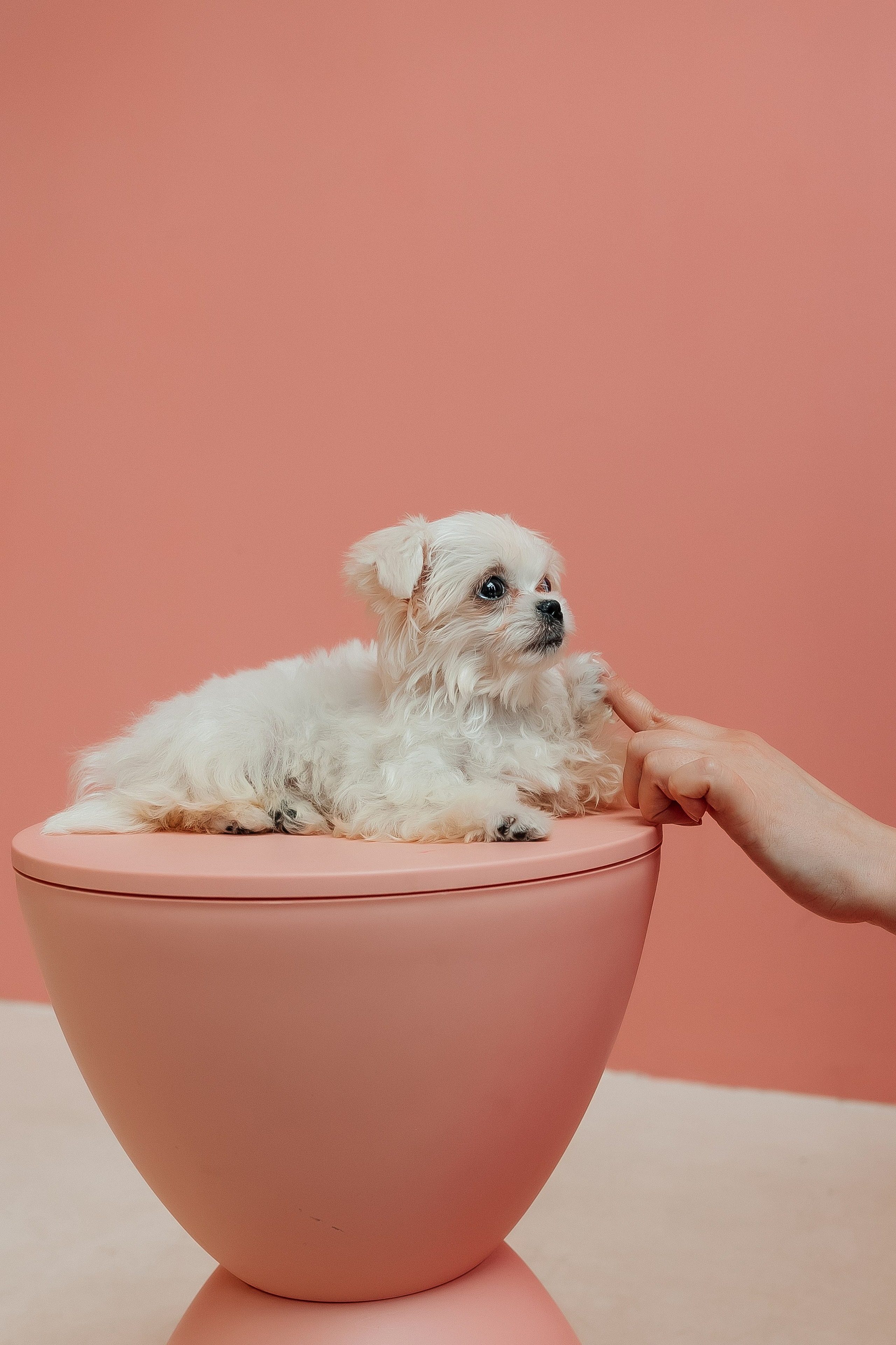 Контент съёмка для грумера. СВАДЕБНЫЙ ФОТОГРАФ НАТАЛИКА