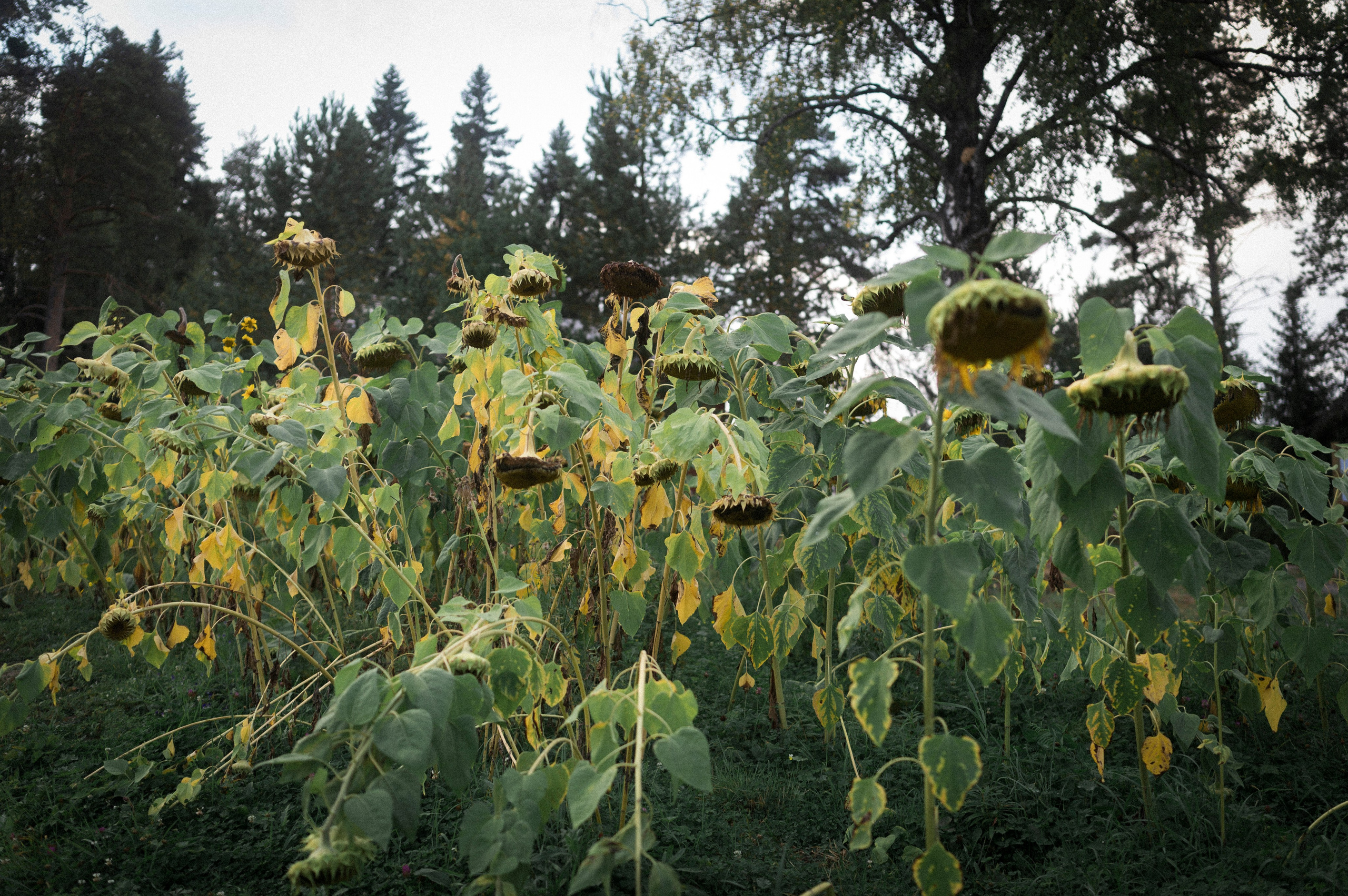 North 2024. Kartascheff