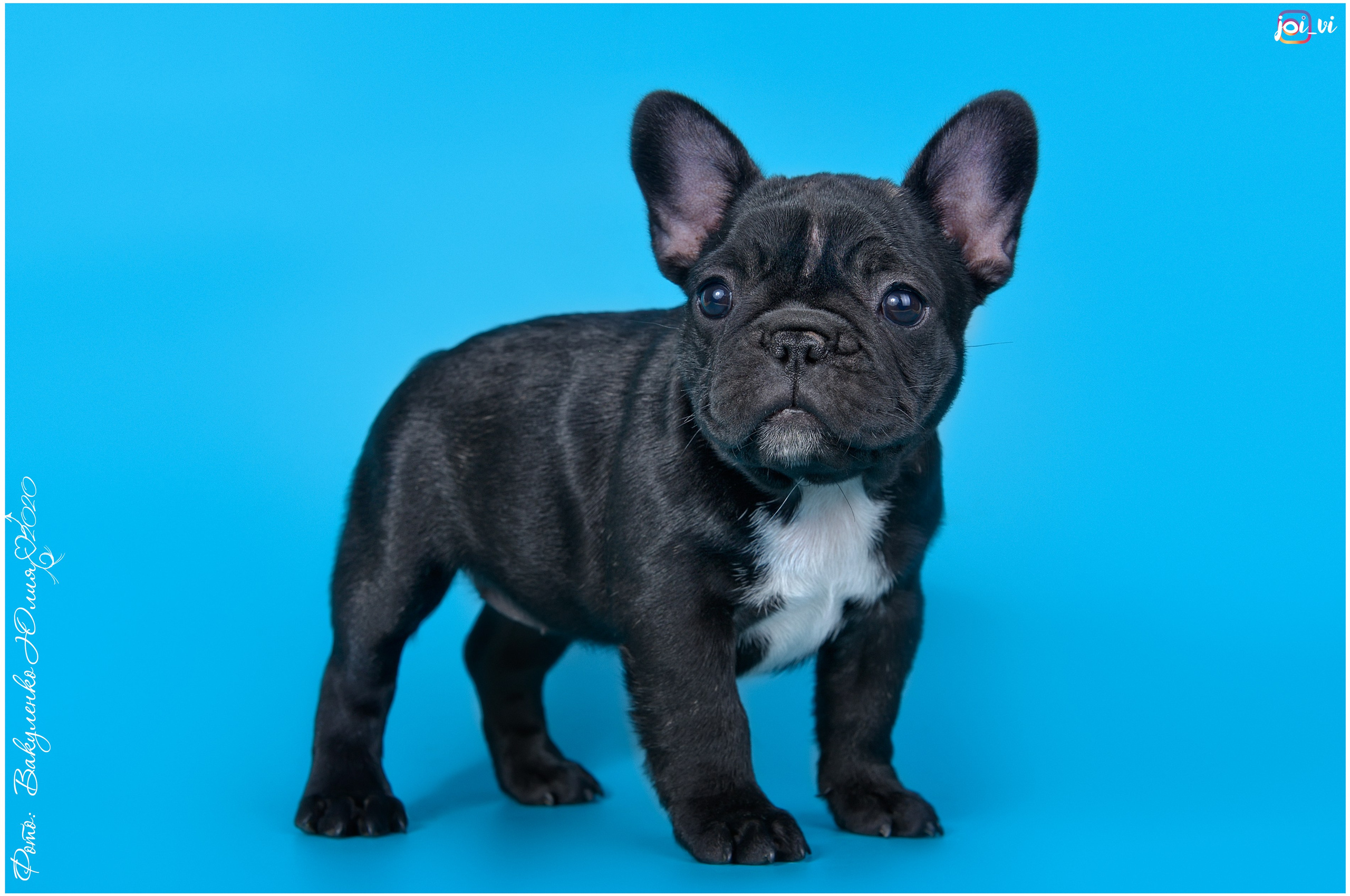 Студийная съемка. Фотограф анималист | семейный Юлия Вакуленко, г. Краснодар