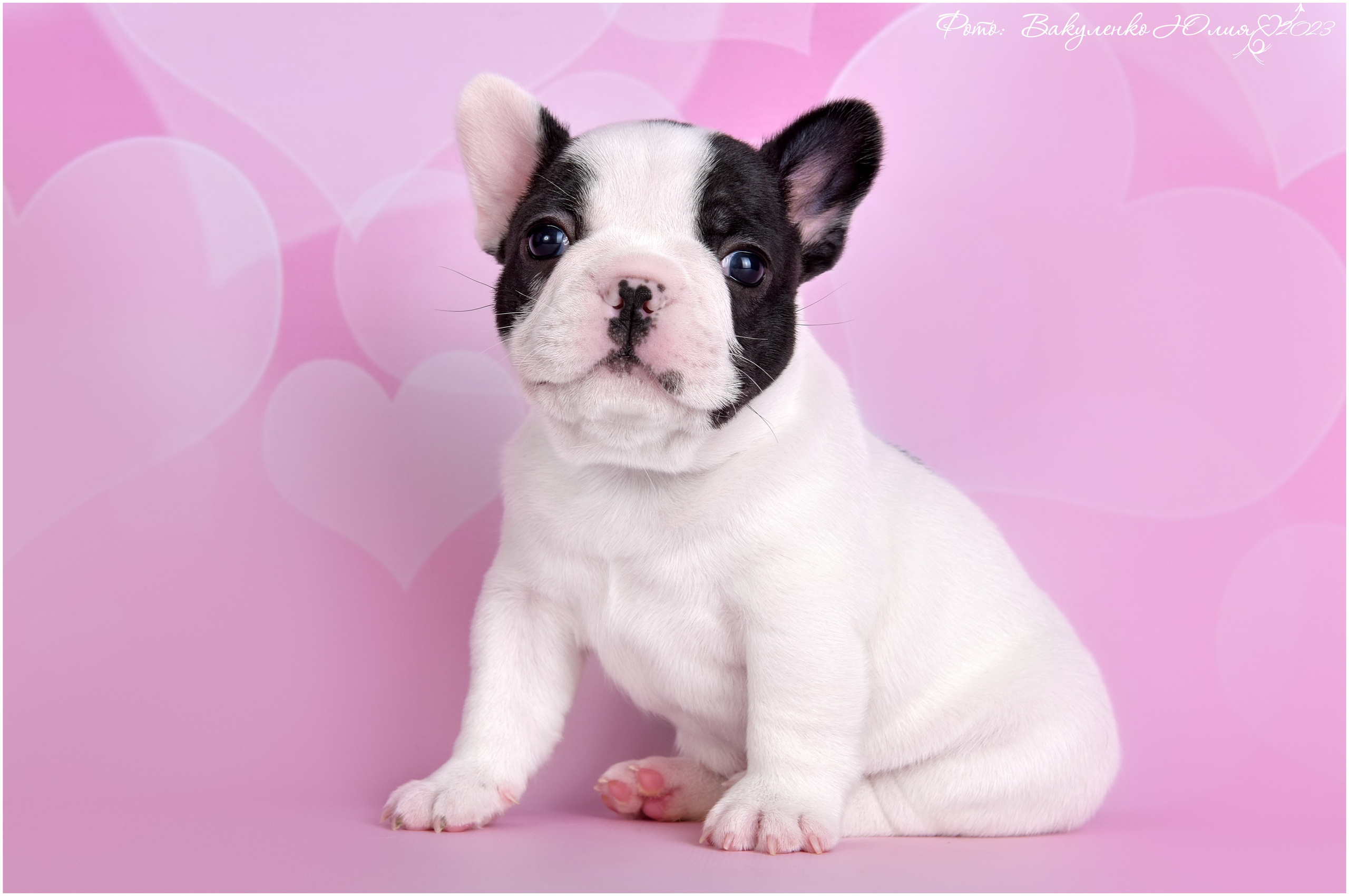 Студийная съемка. Фотограф анималист | семейный Юлия Вакуленко, г. Краснодар