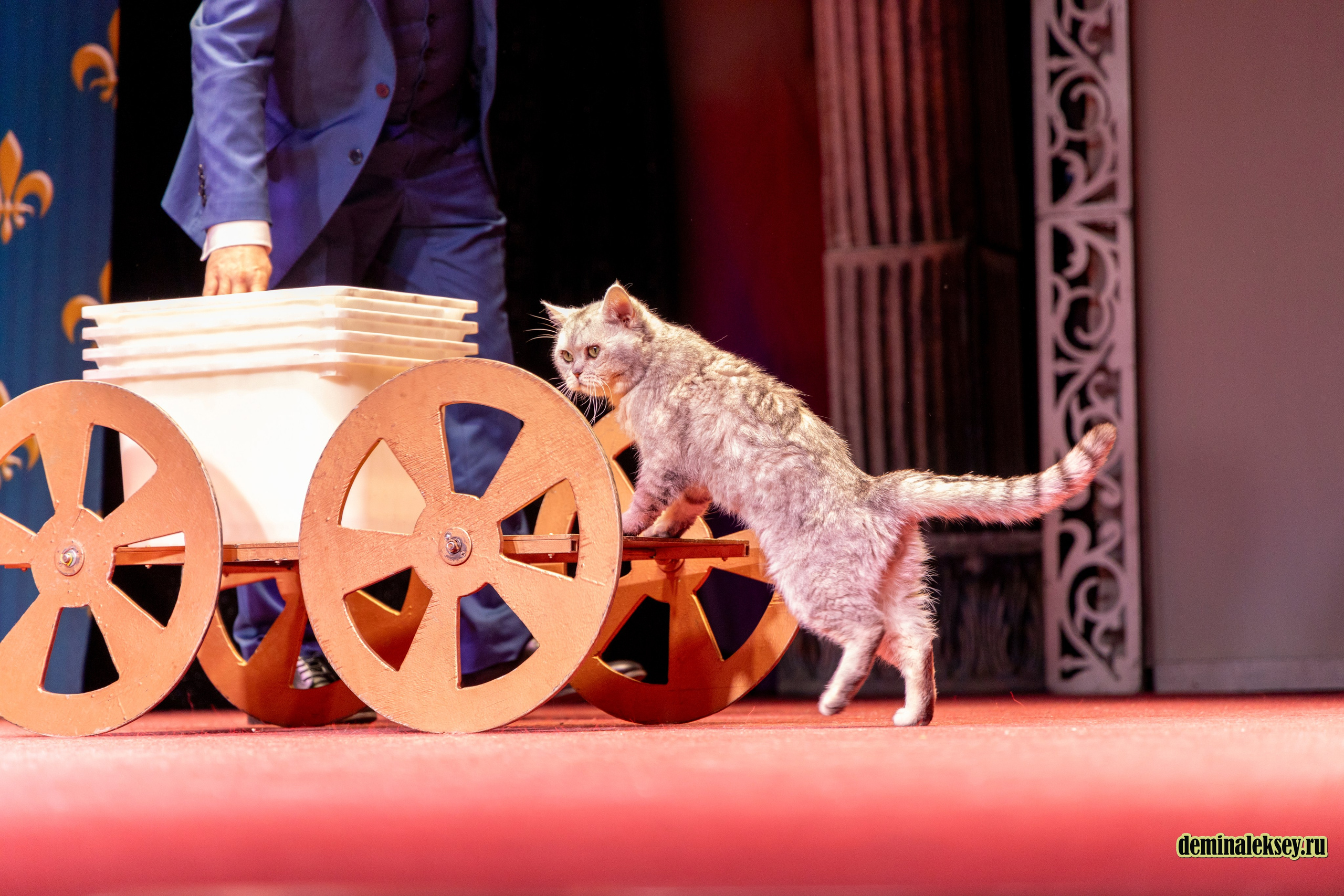 Театр кошек Куклачева 26 февраля 2025. Репортажный, семейный и студийный фотограф в Москве Демин Алексей