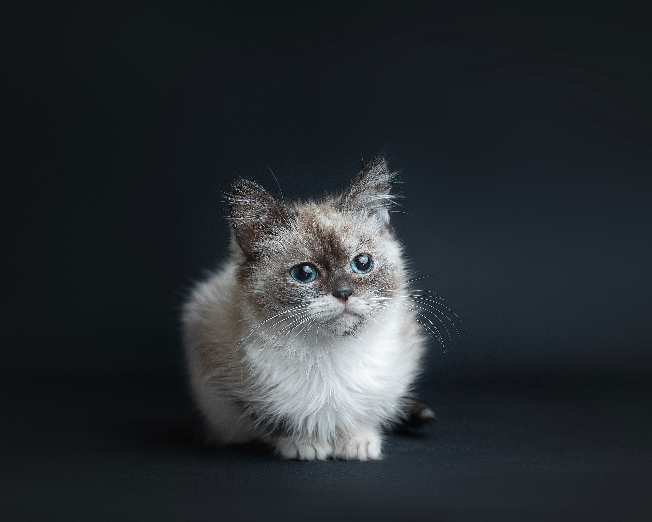 Котики. Фотограф анималист в Москве Майорова Евгения