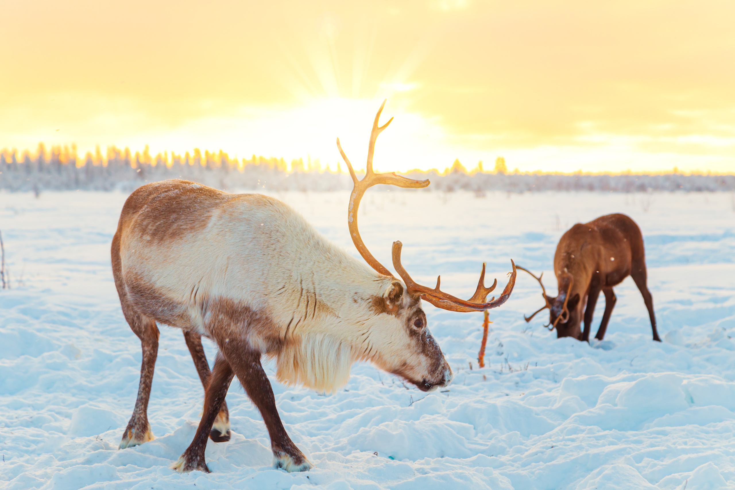 Ненецкий автономный округ. Тревел-фотограф Елизавета Ларионова