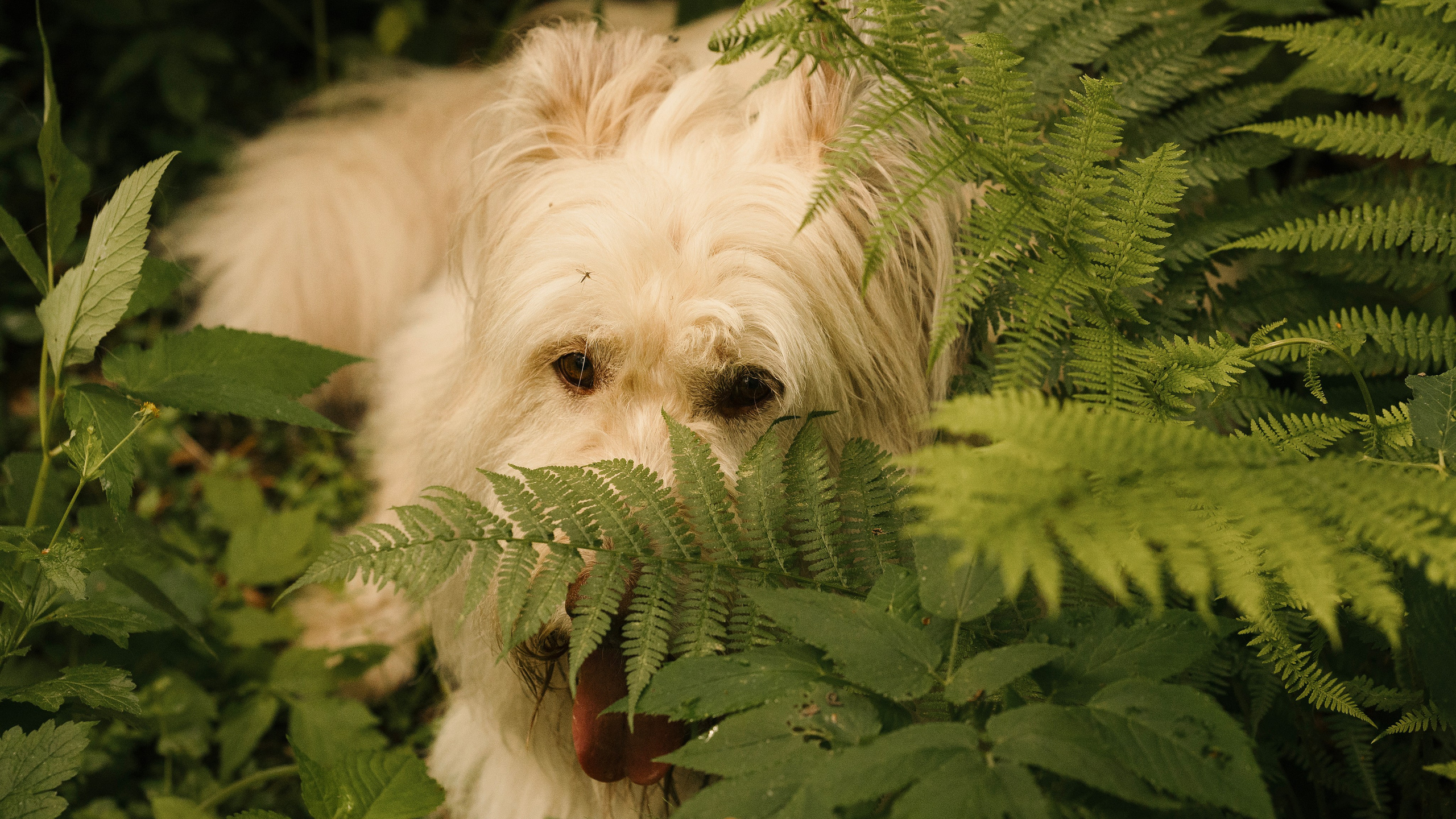 Акиро и Йоши. Фотограф- анималист Александра Матвеева