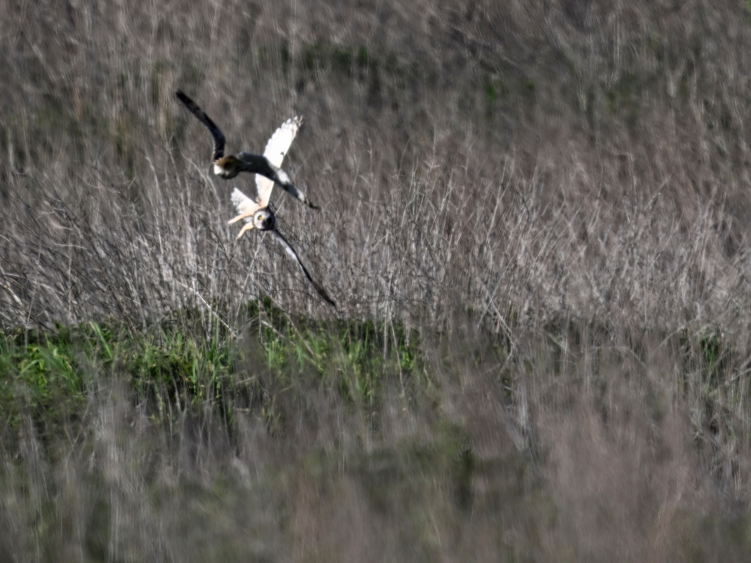 Драки лысух и лунь. Wildlife photography by Sergey Puponin