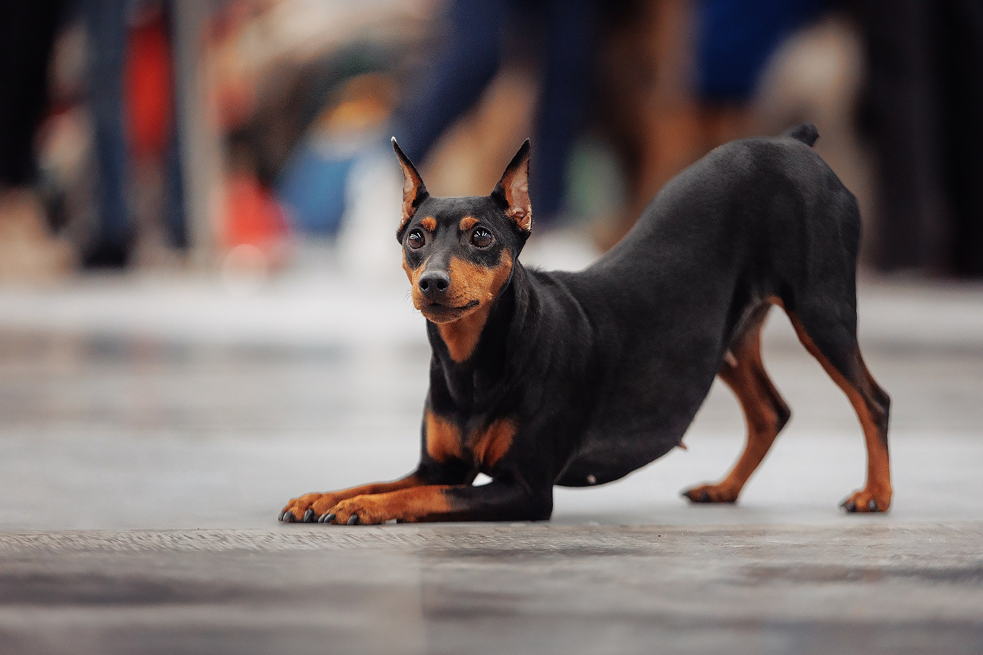 28-29.01.2023 — Казань «Сабанеевка». Фотограф-анималист Саша Вязьмина