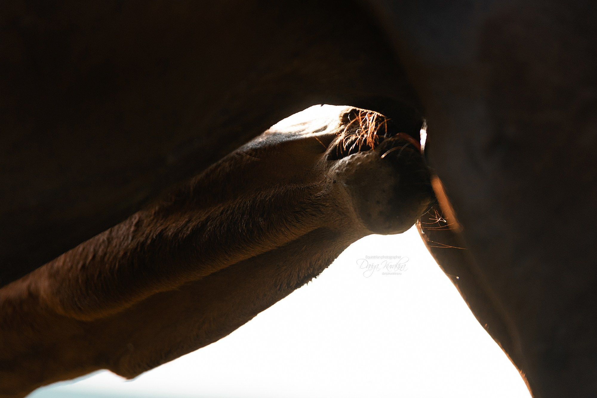 Малышка Кэндис. Конный фотограф Куракина Дарья • Фотосессии с лошадьми