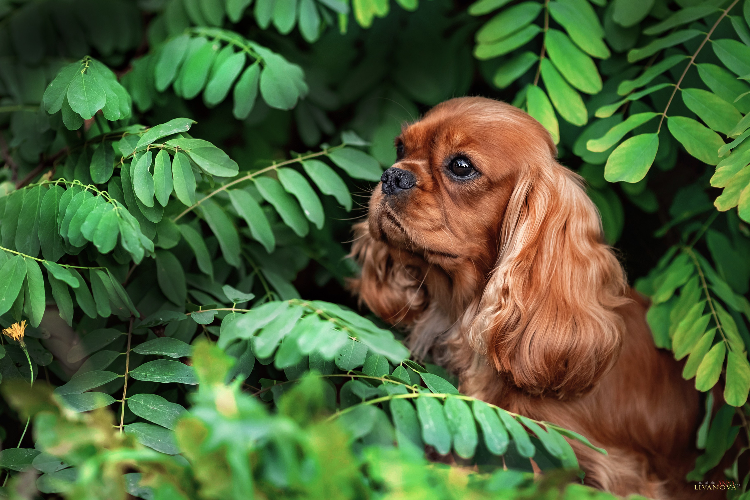Кавалерчики. Фотограф анималист Аня Ливанова | Рыбинск