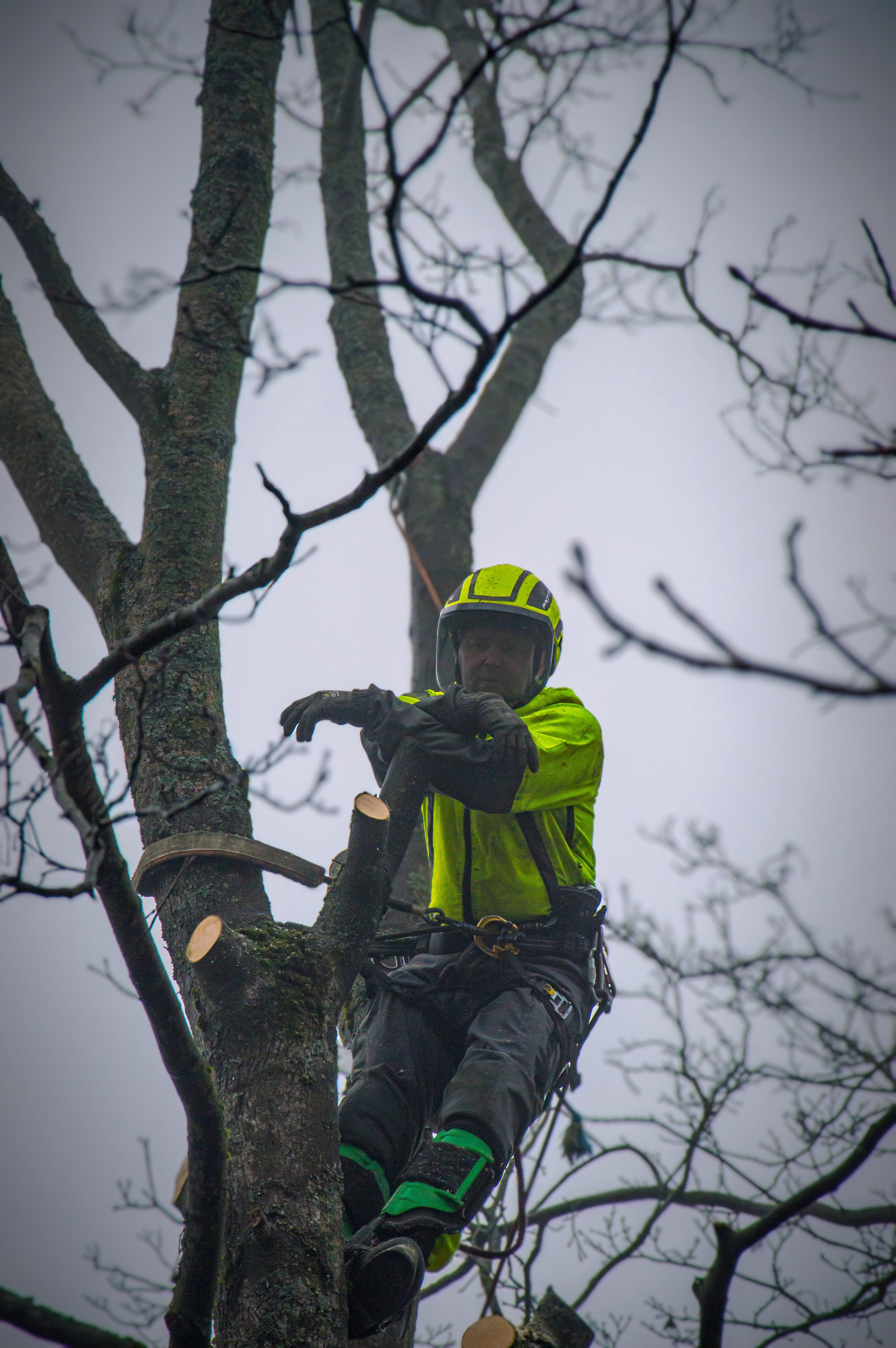 Наша команда. Аrbori Culturist