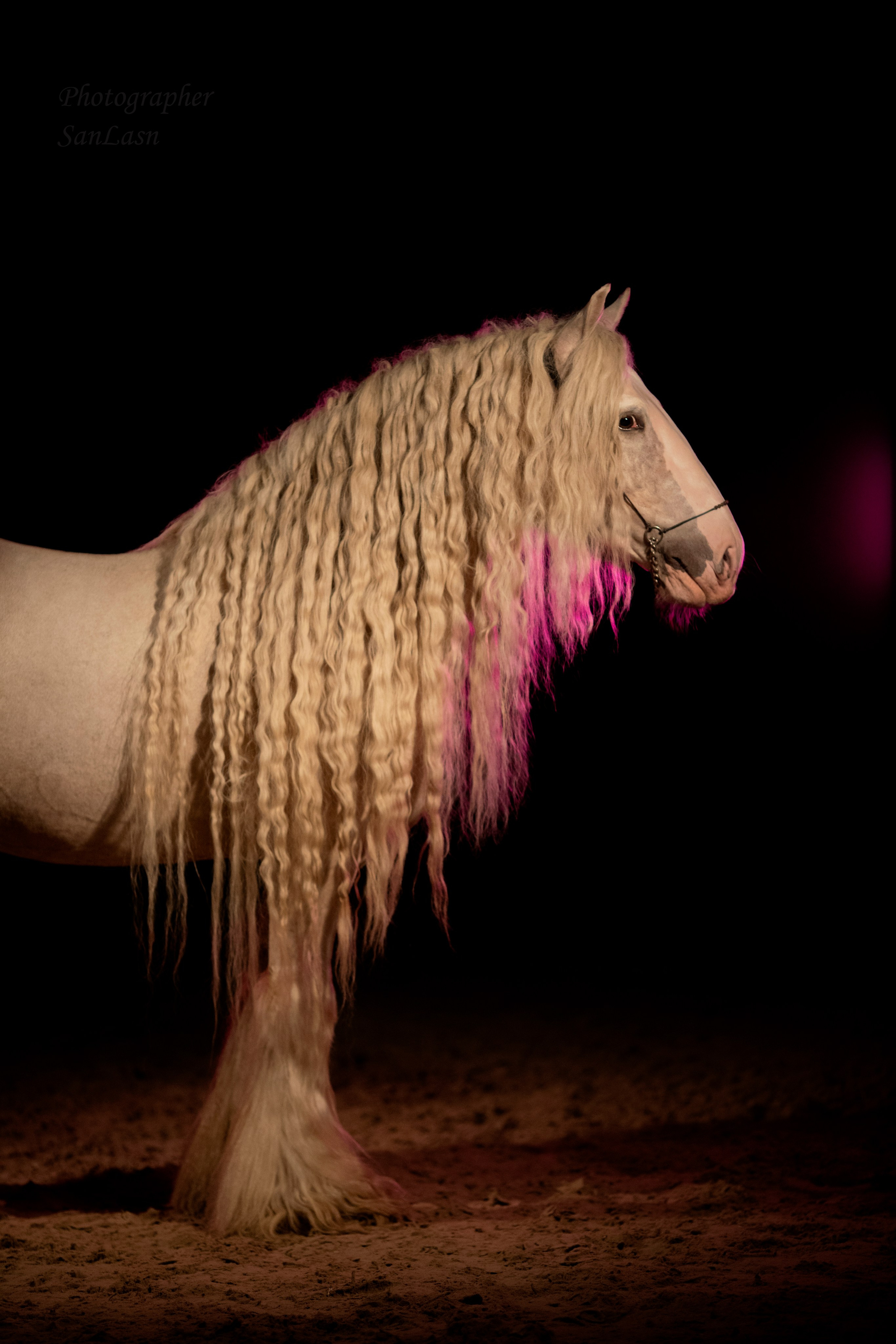 Животные. Фотограф в Москве и в Московской области Сандра