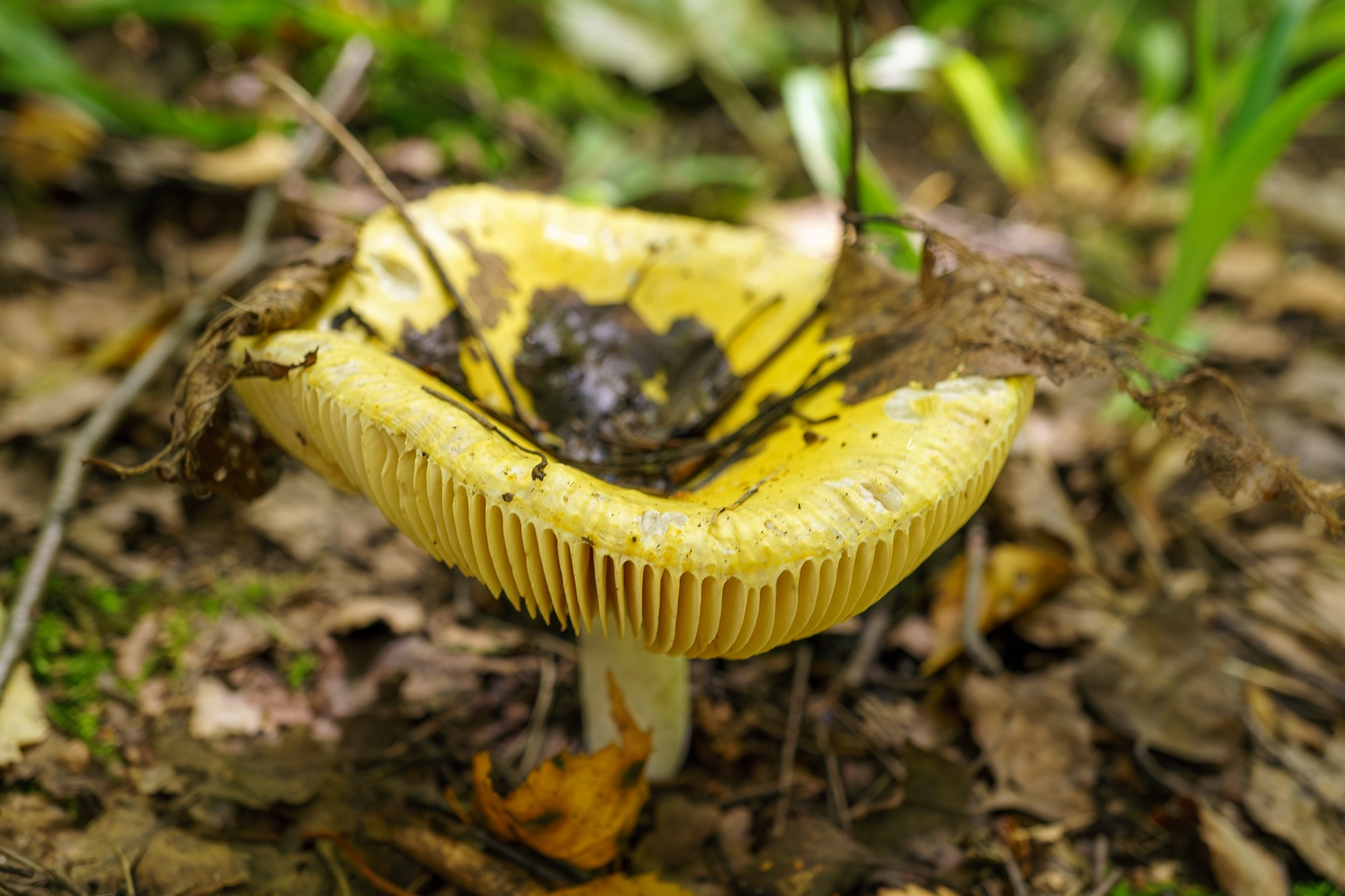 Макросъёмка. Ваш личный фотограф Марина Волкова