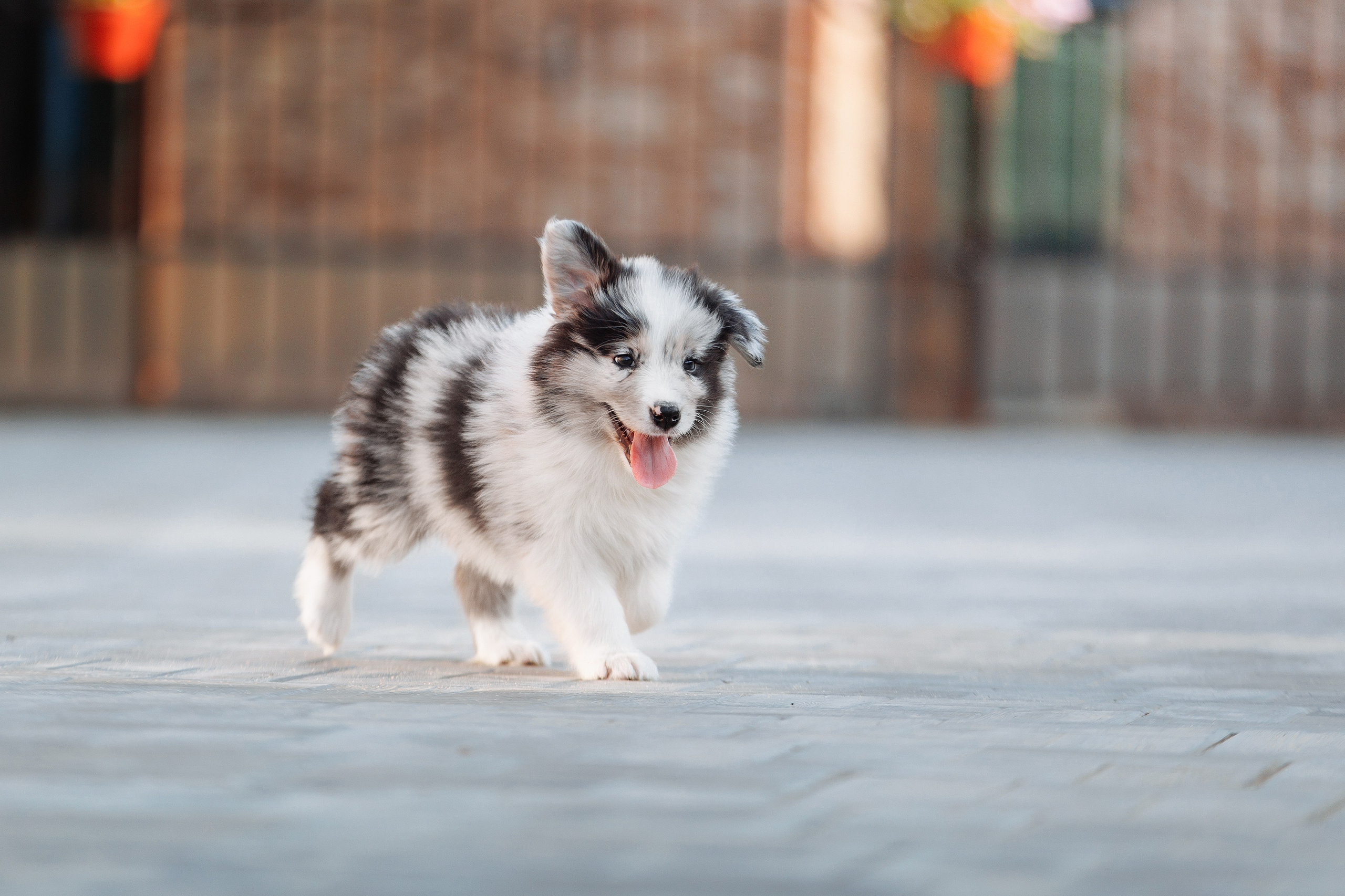 Пушистое. О нас