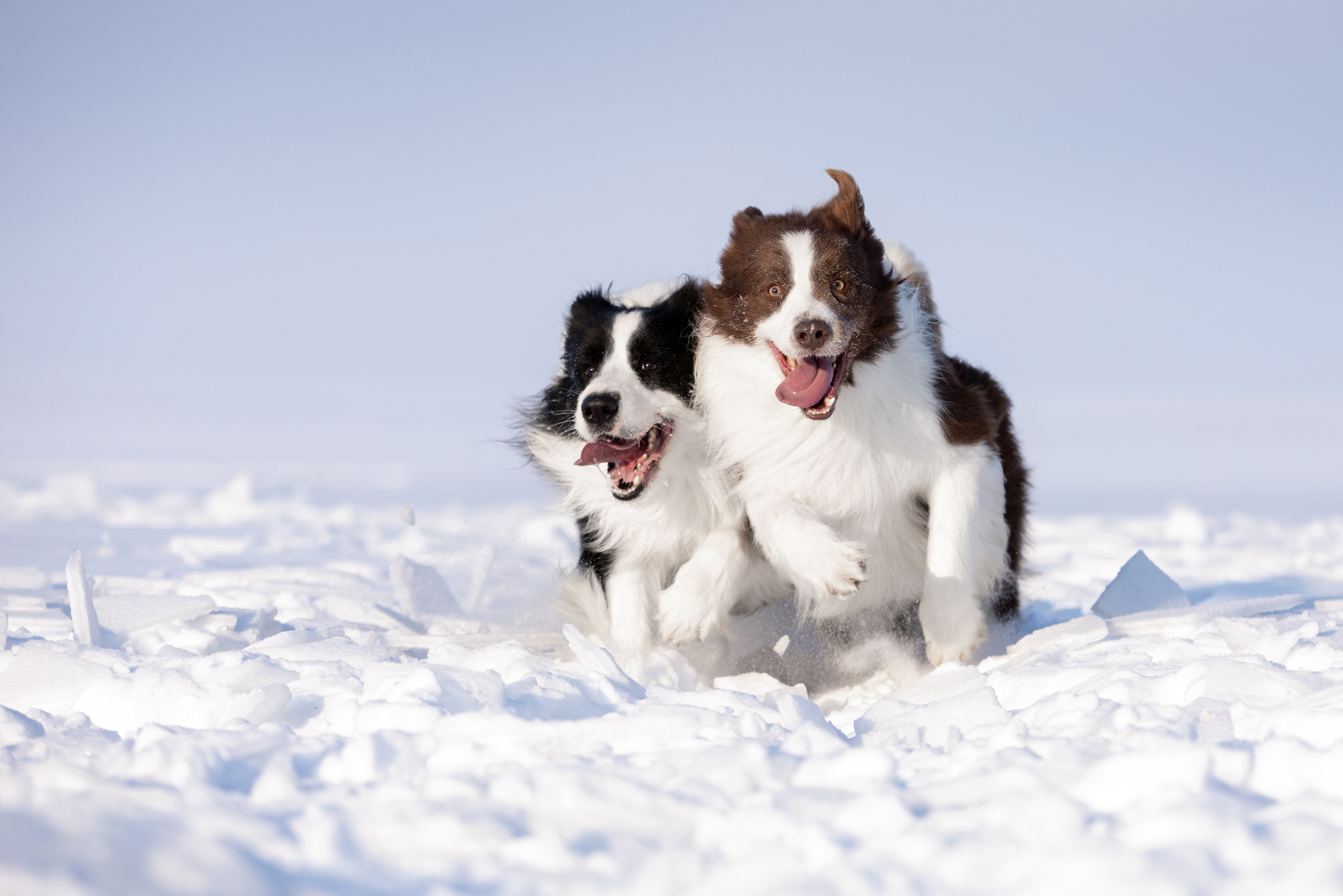 Мороз и солнце. О нас