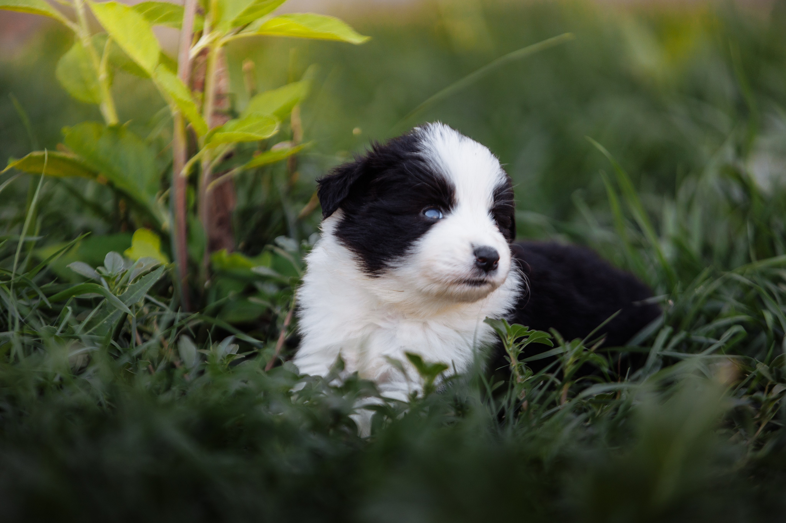 МММ — маленькое мягкое милое. О нас