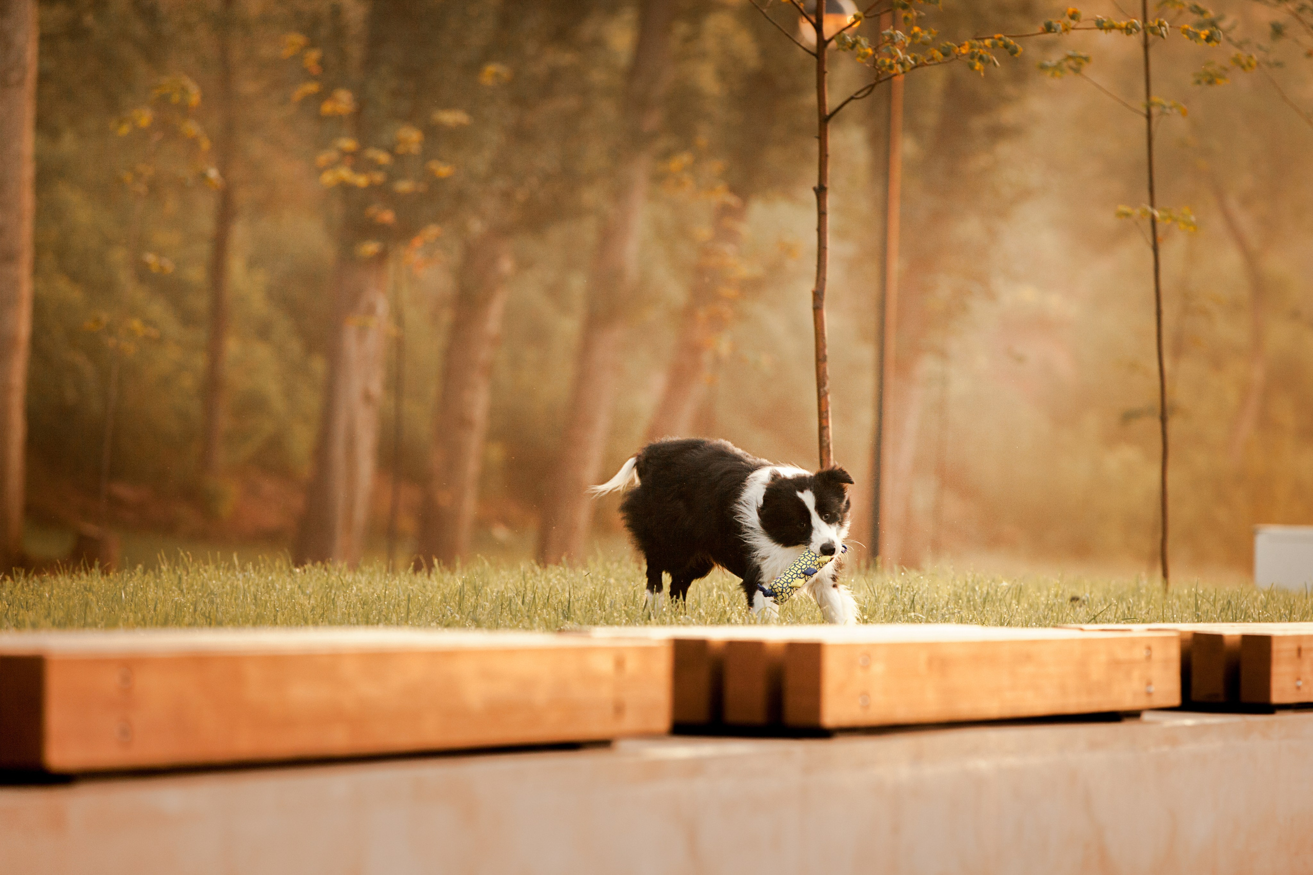 Сочный рассвет, на который решились. О нас