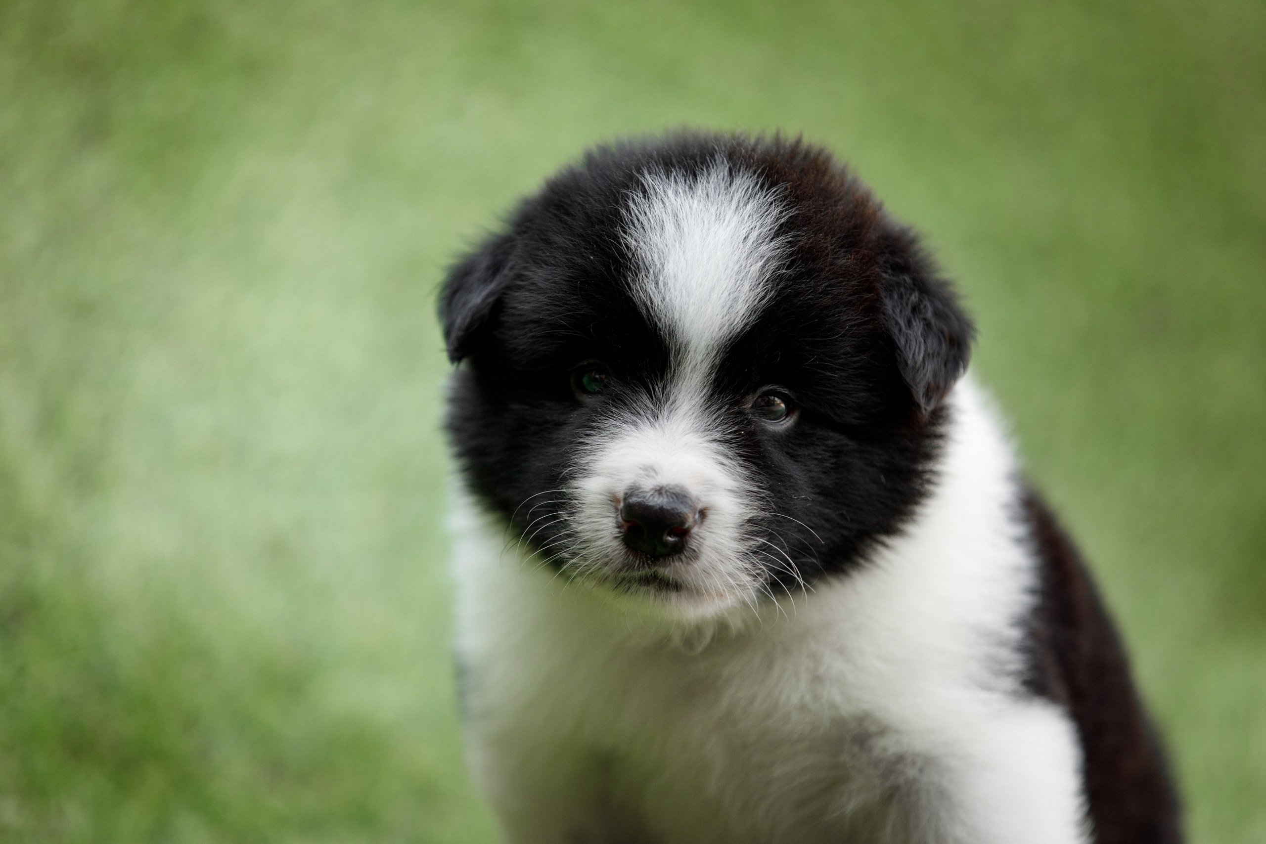 Смешарики. О нас