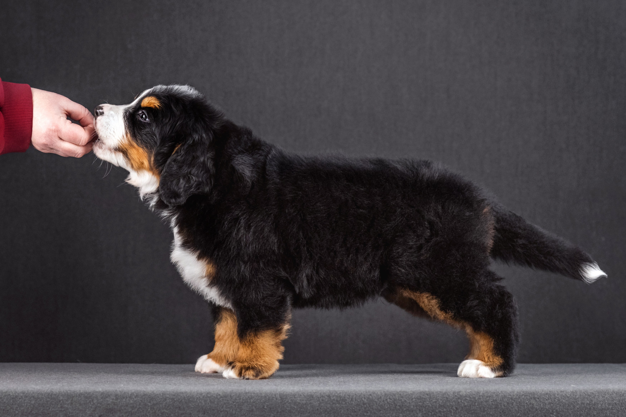 Берны. Фотограф анималист Аня Ливанова | Рыбинск