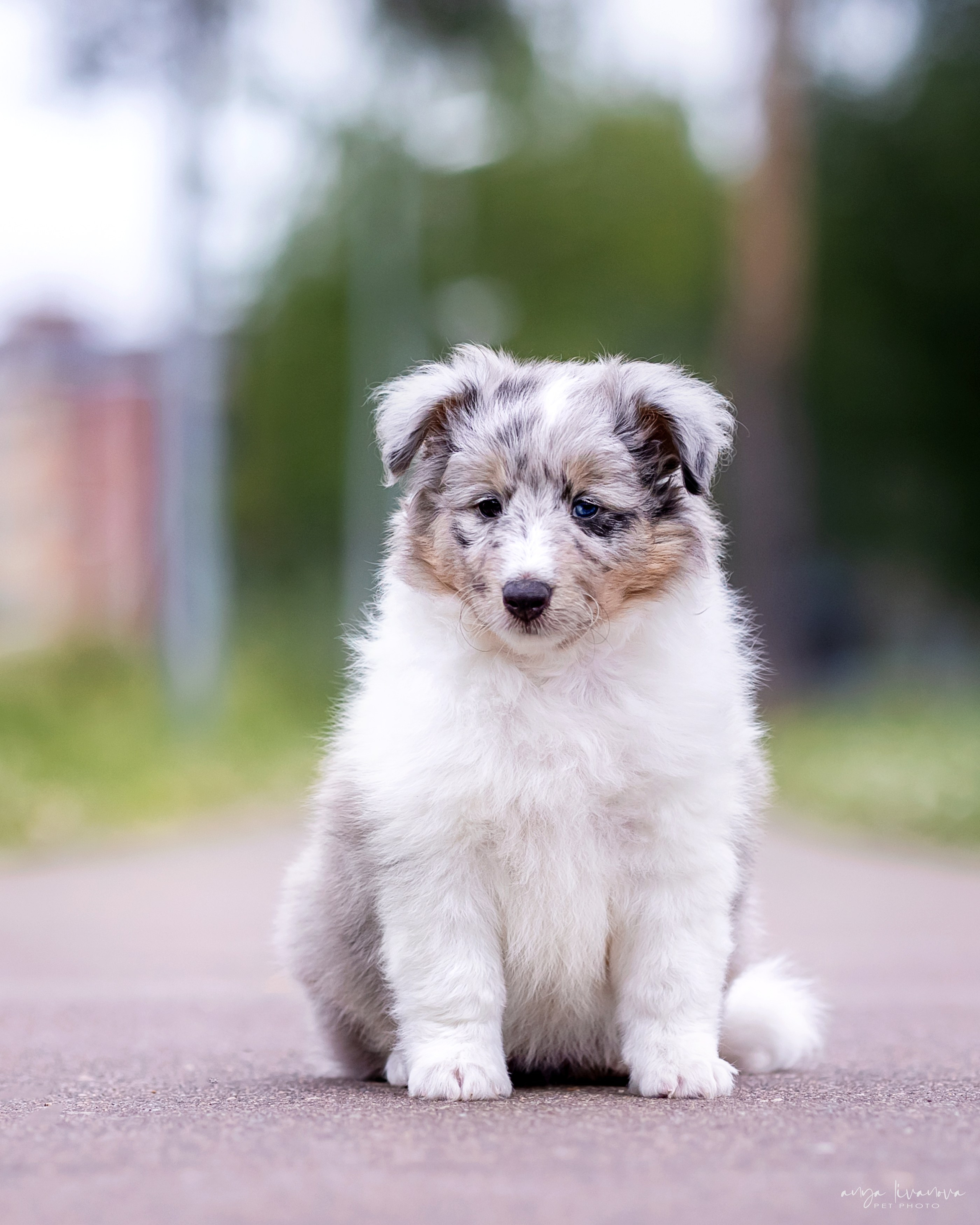 Шелти. Фотограф анималист Аня Ливанова | Рыбинск