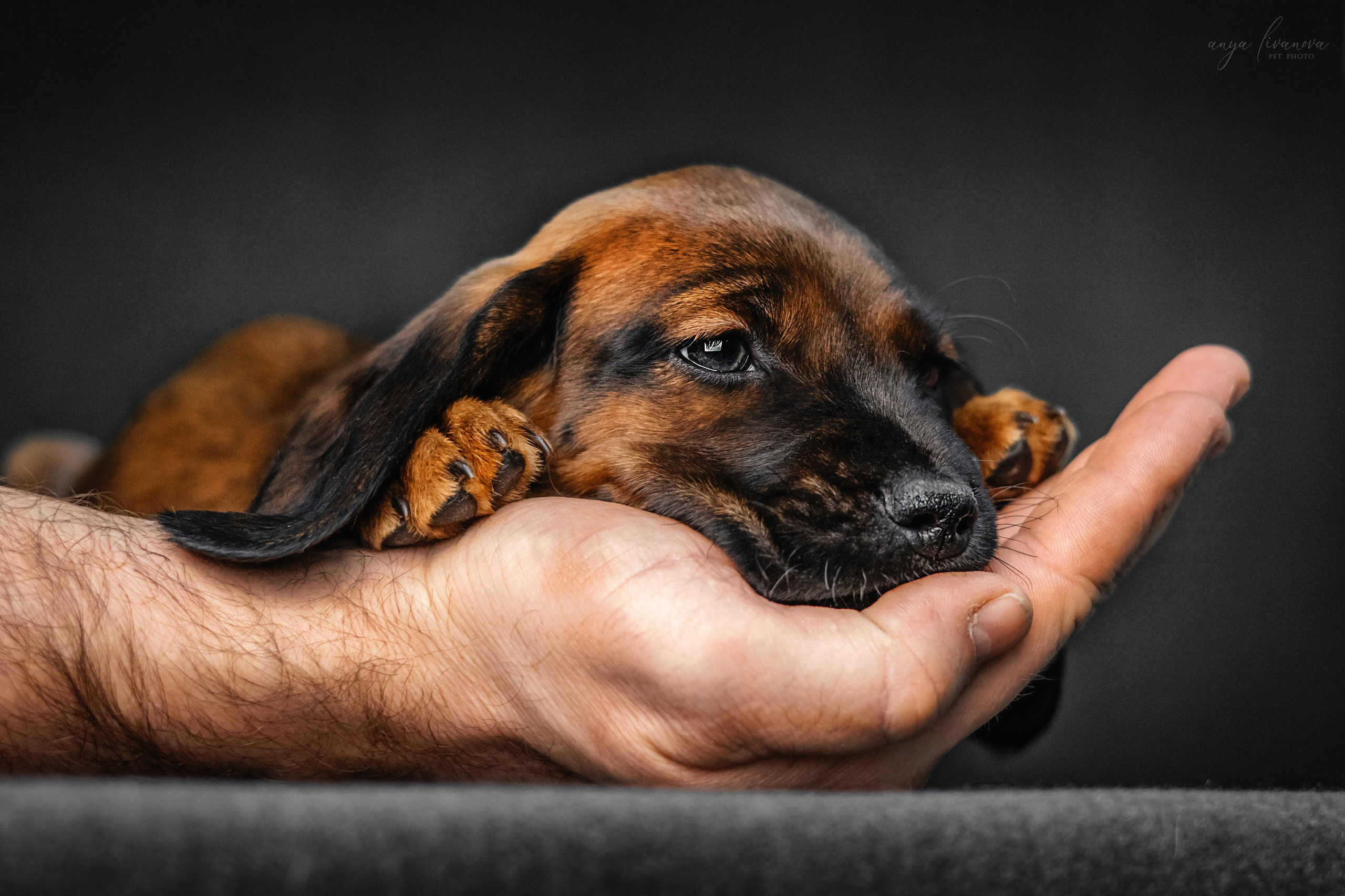 Баварки. Фотограф анималист Аня Ливанова | Рыбинск