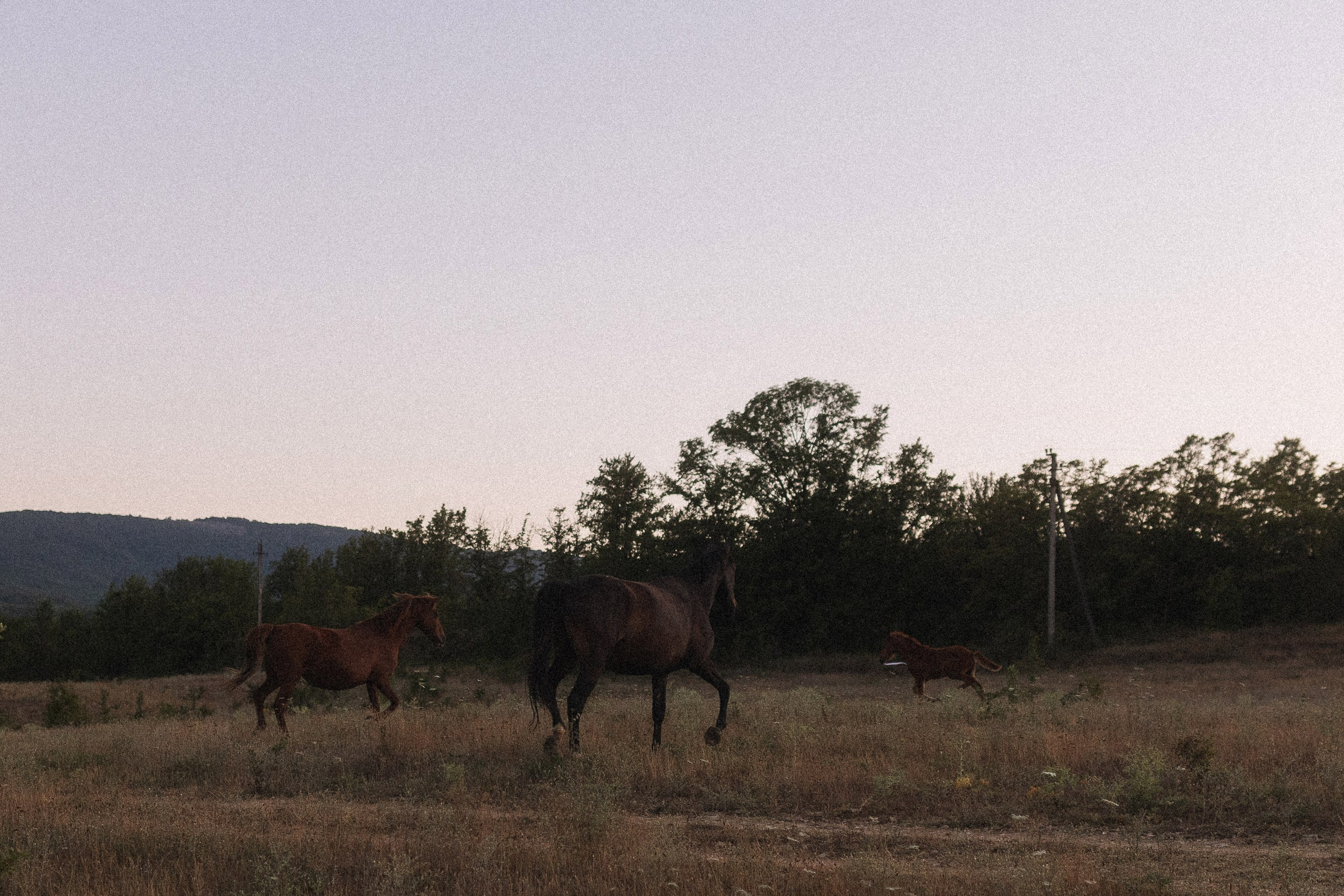 🖤. Свадебный фотограф Мироманов Николай в Крыму