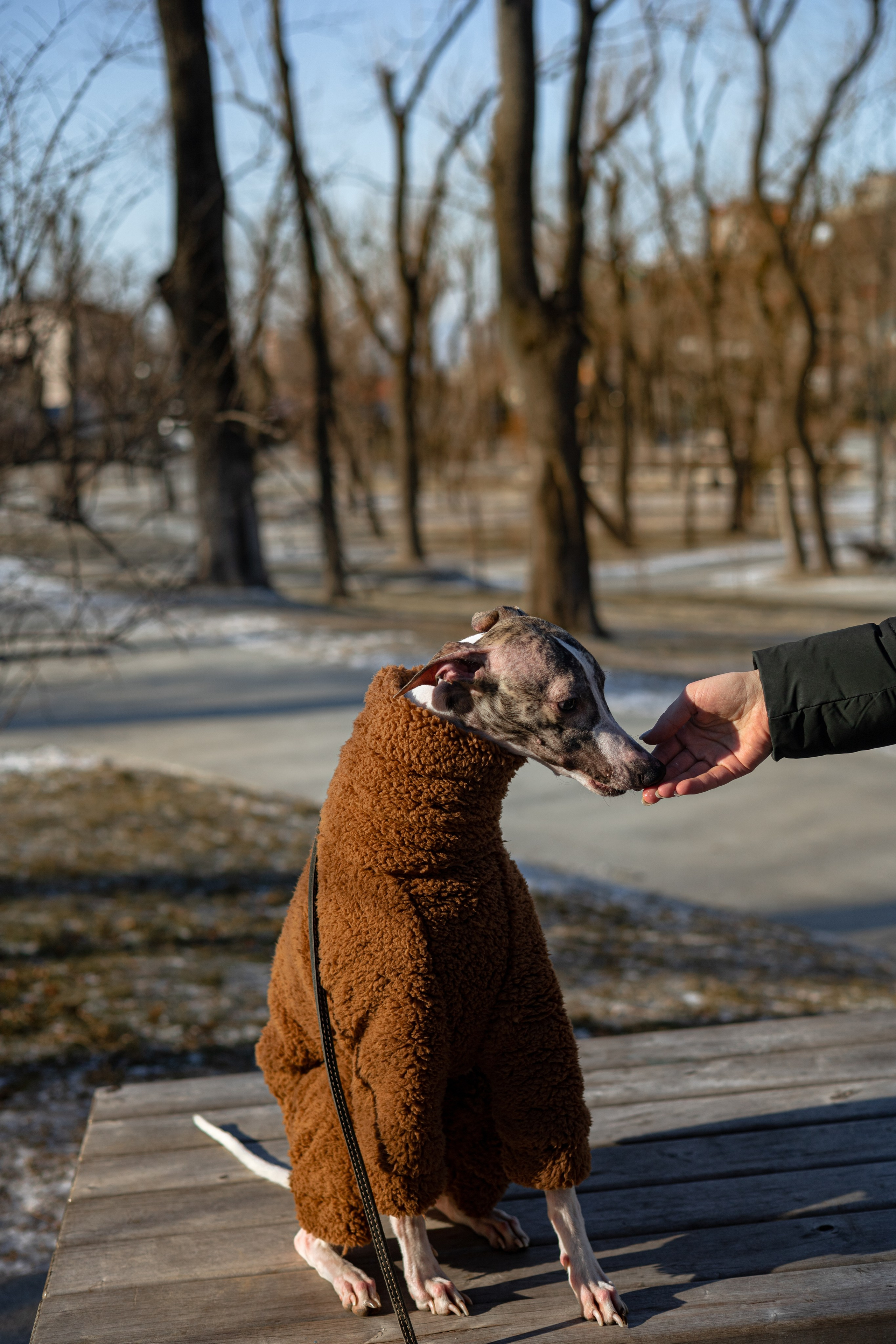 Алёна и Дос. Фотограф — анималист Владивосток, Алина
