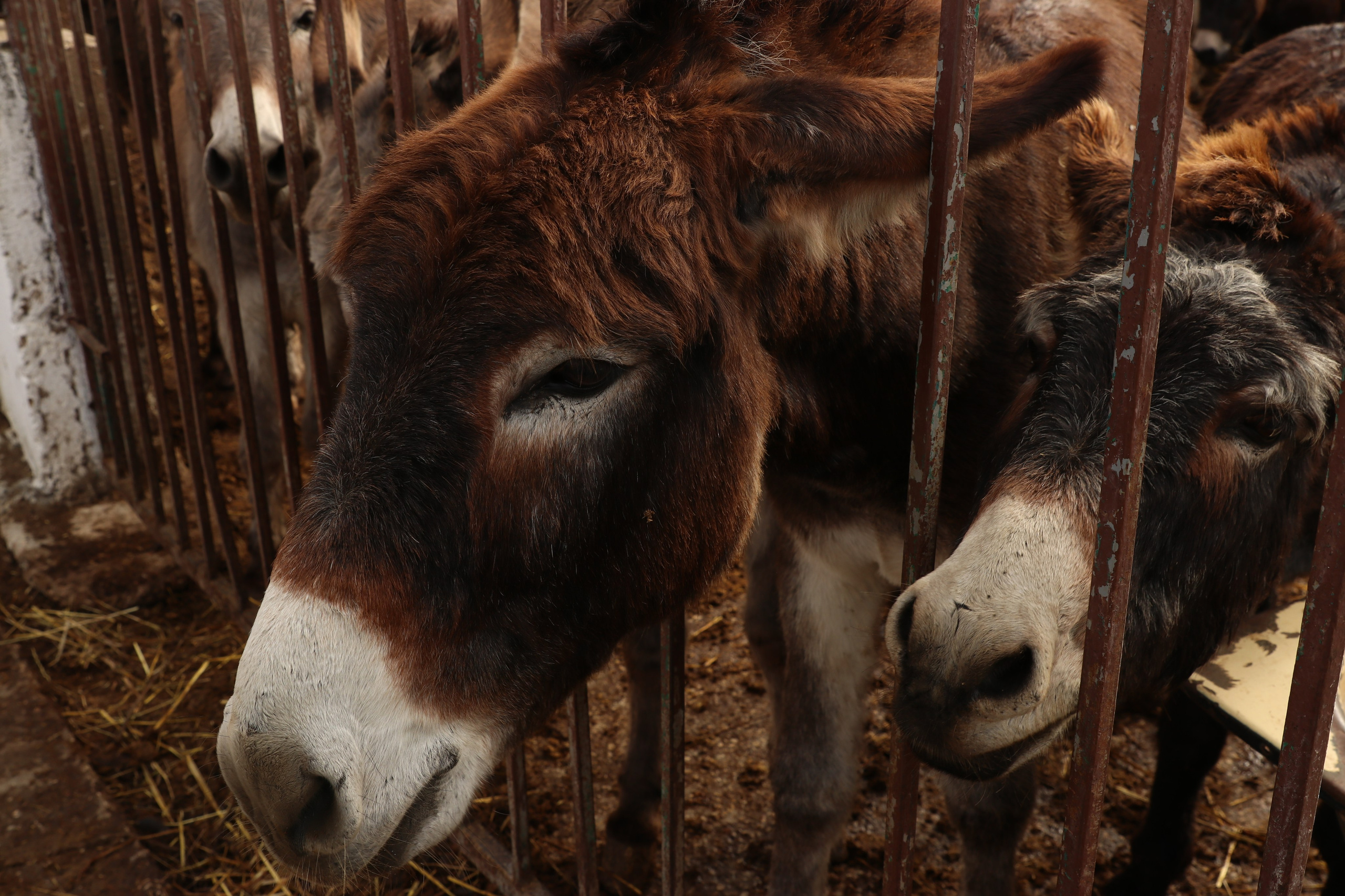 Крым. ЮБК (Гурзуф, Судак и их окрестности). Ноябрь 2023. Путешественник-фотограф из Санкт-Петербурга Татьяна Свистулина