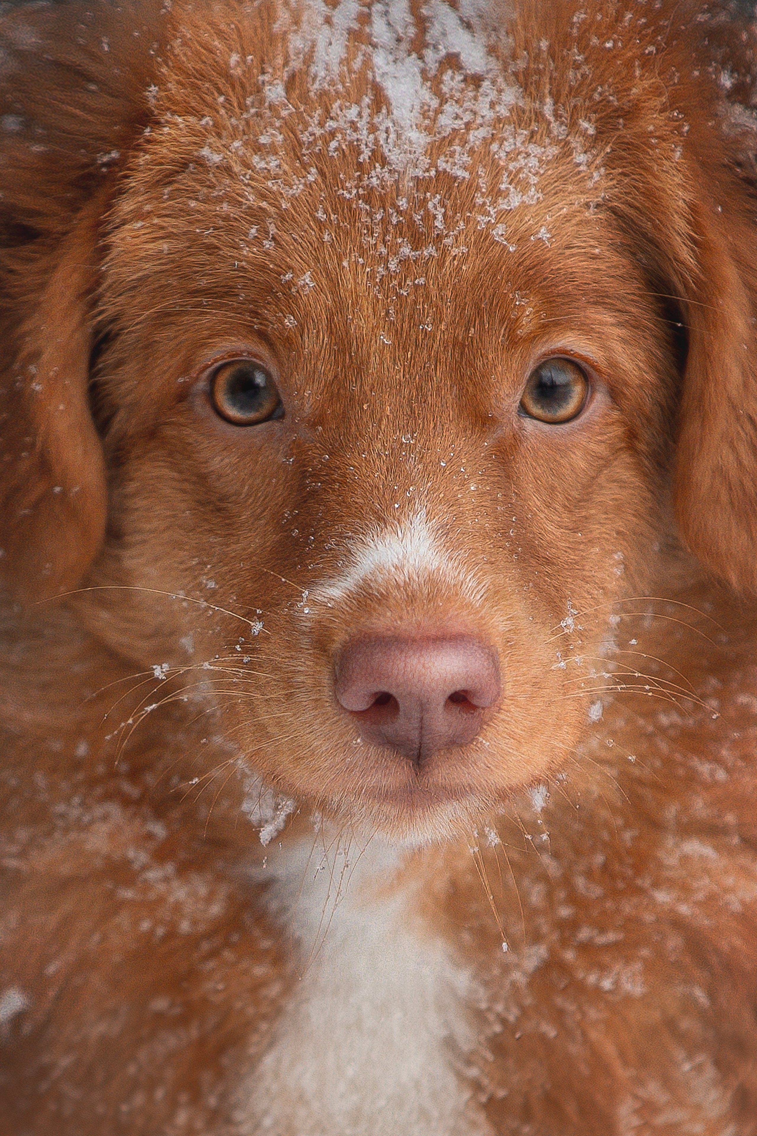 Руби, Николь, Кирилл и Мила. Фотограф анималист в Москве Майорова Евгения