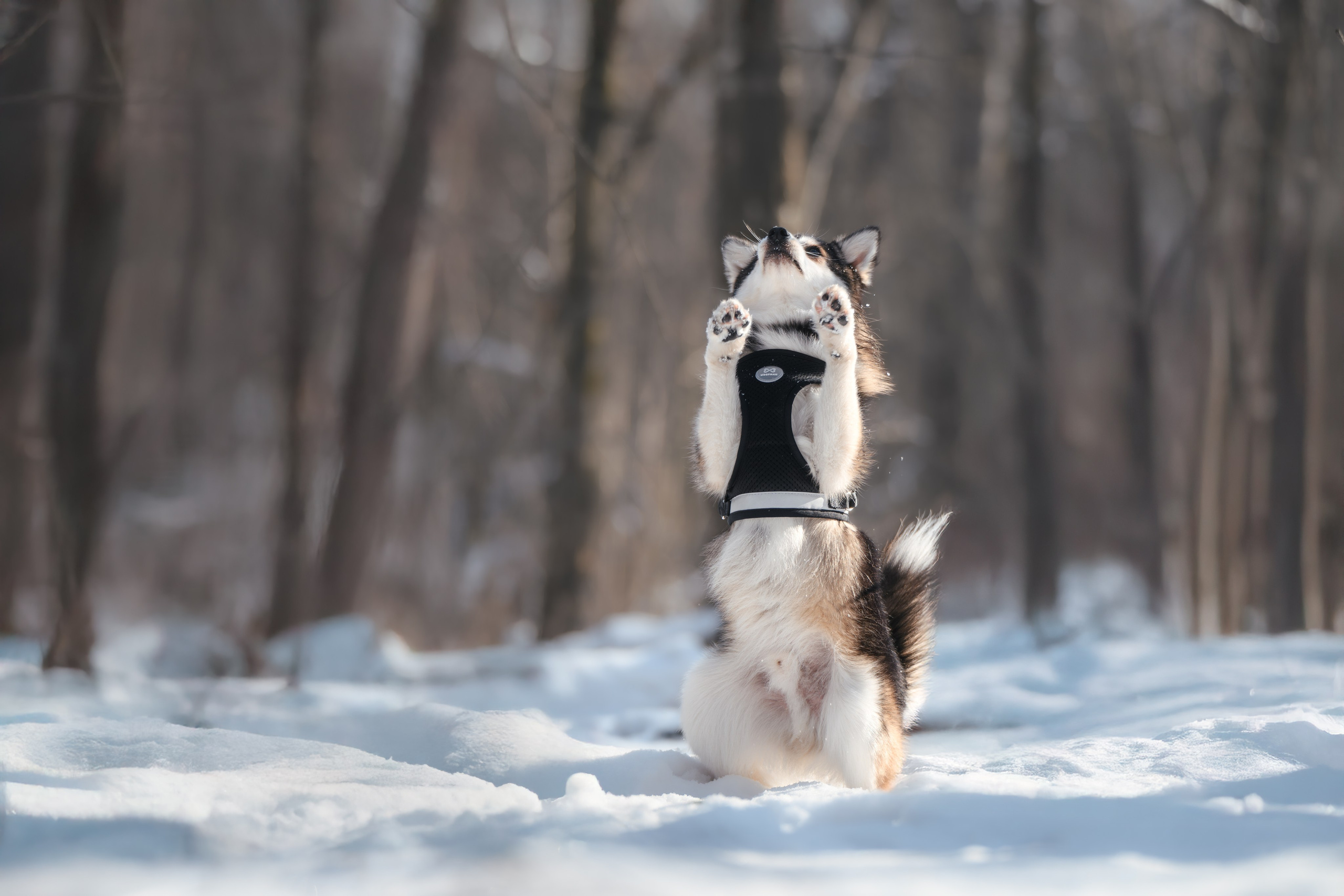 4 щенка помски. Прогулка в лесу. Фотограф Анималист в Москве Анастасия Жучкова
