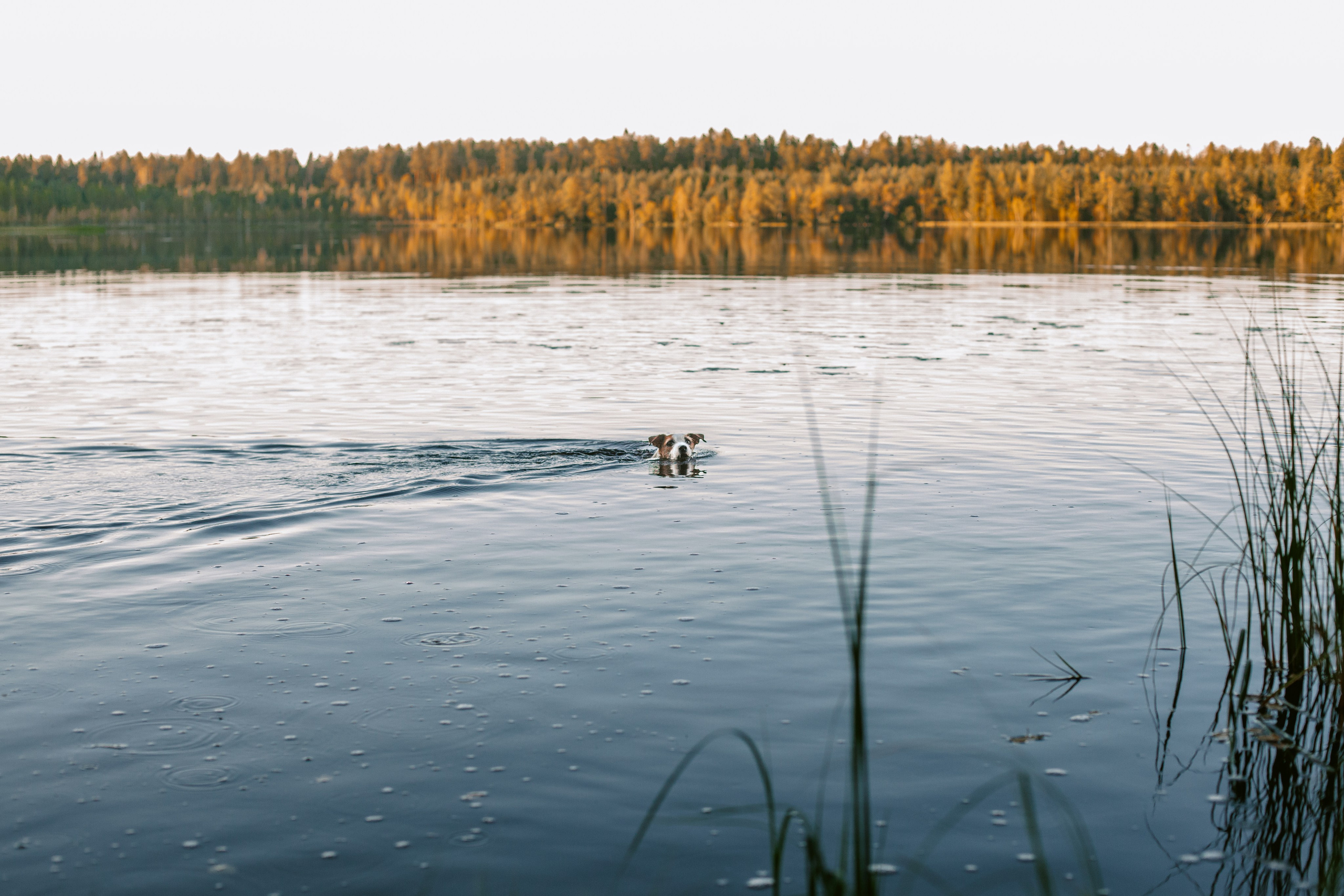Фотопрогулка в Ленобласти. Фотограф-анималист Татьяна Степанова
