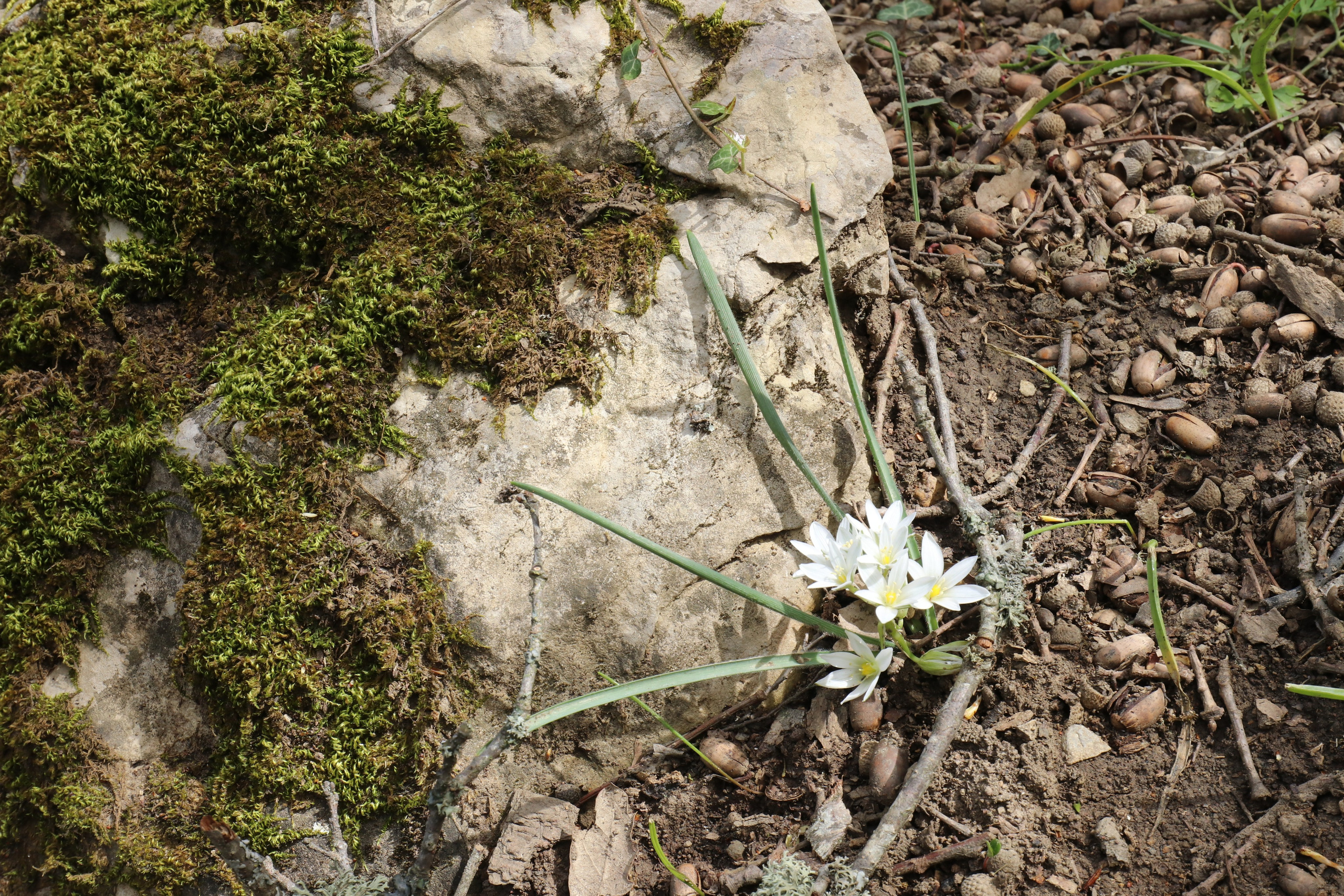 Крым. ЮБК (Севастополь, Кастрополь, Ялта). Май 2023. Путешественник-фотограф из Санкт-Петербурга Татьяна Свистулина