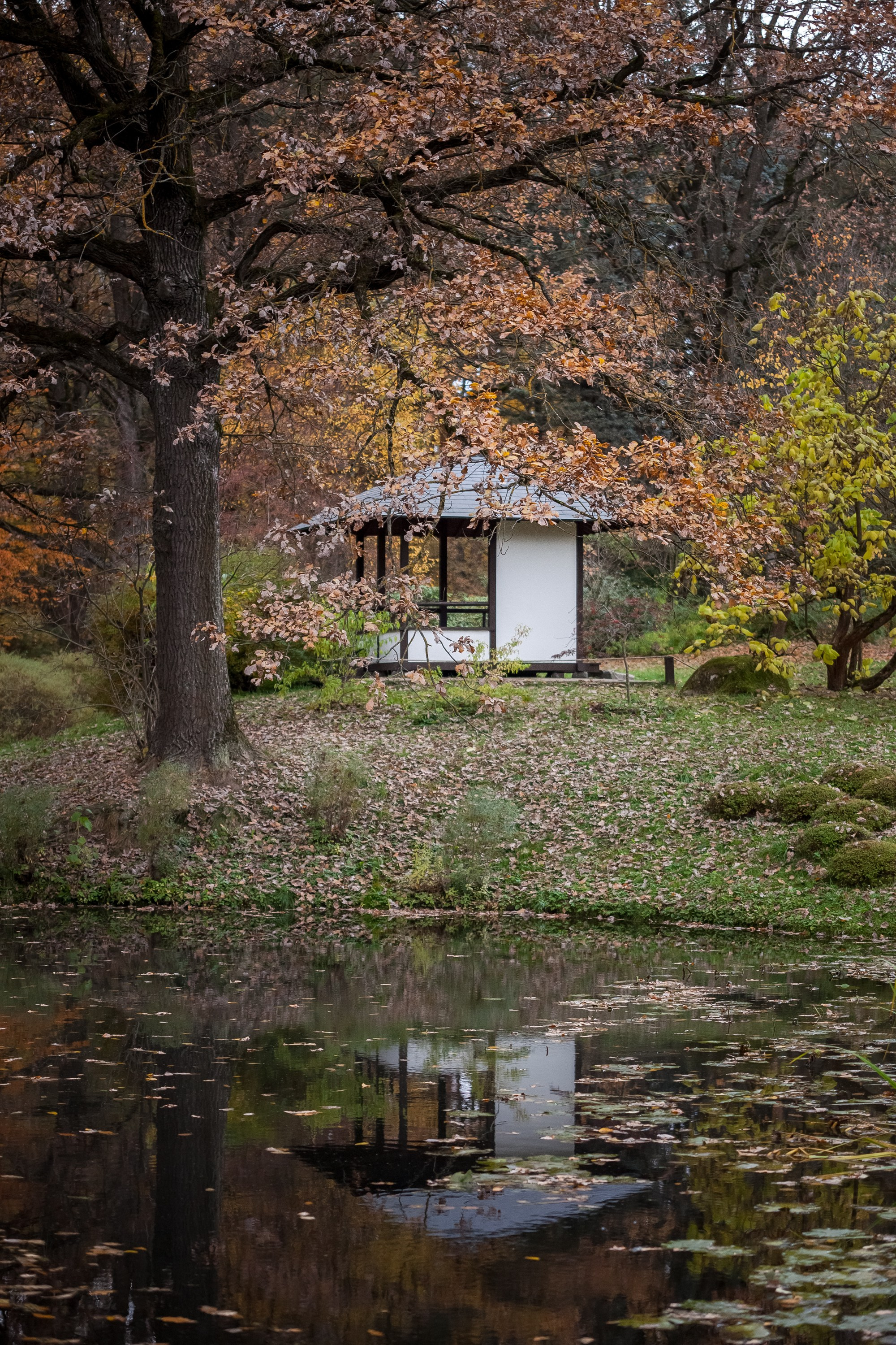 Ботанический сад имени Н. В. Цицина. Фотограф Виталий Туманов. Туманов Виталий — фотограф Москва
