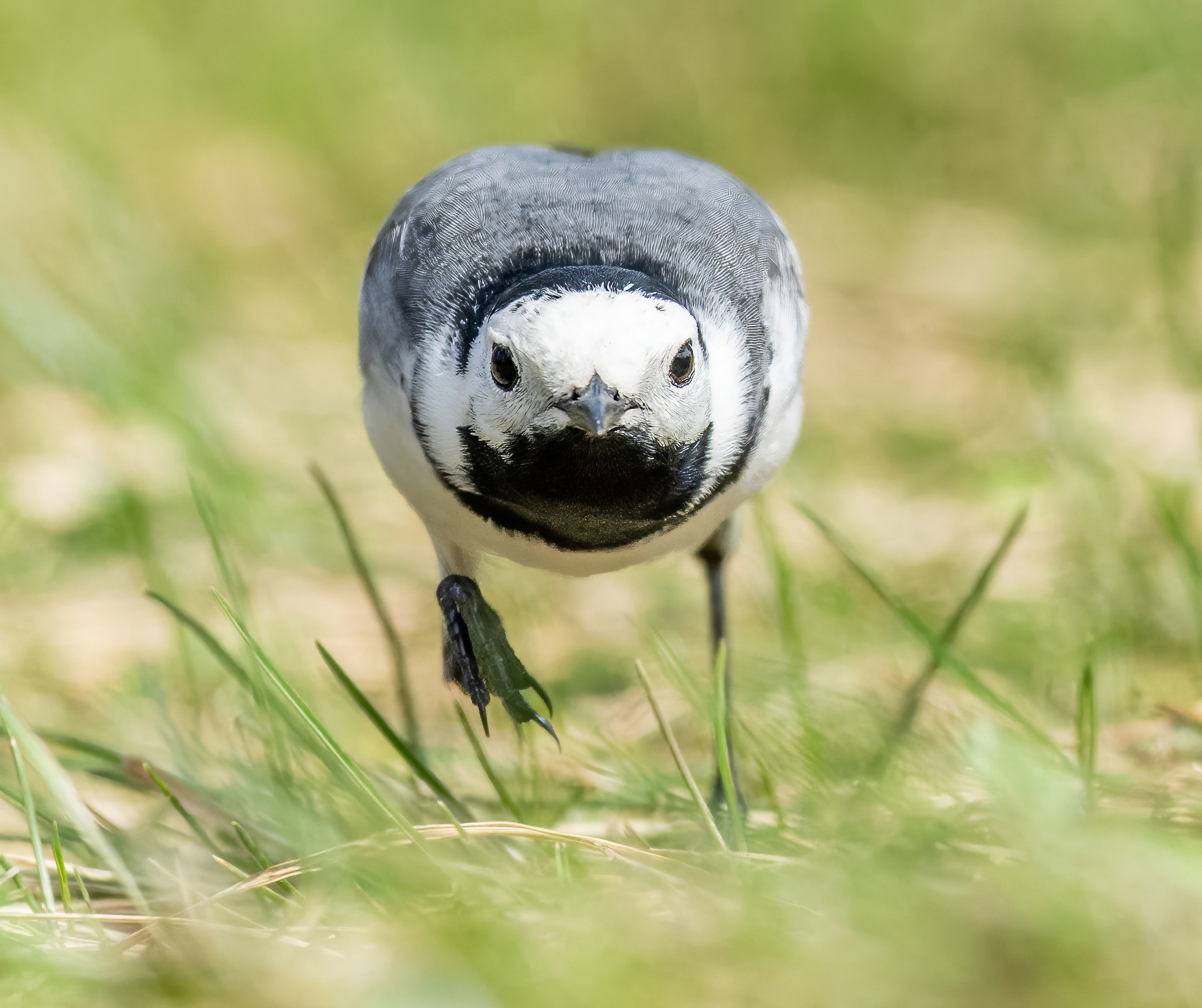 Анималистика. Константин Дем | Фотограф
