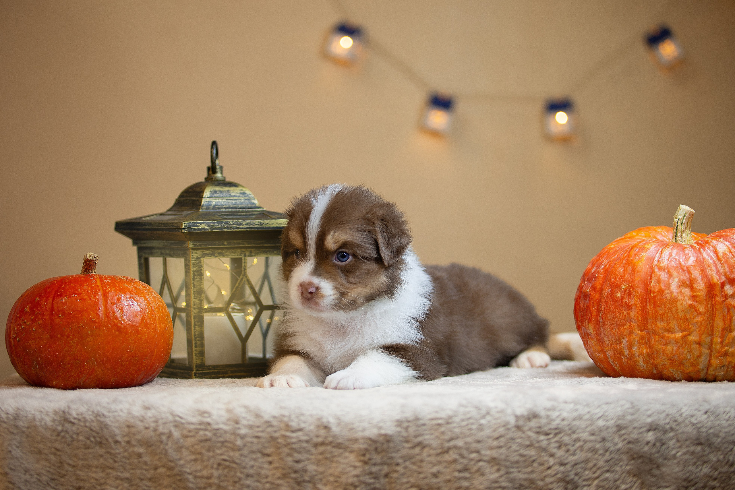 Заводчик Ольга Тутлова. Творческий фотограф Вологда