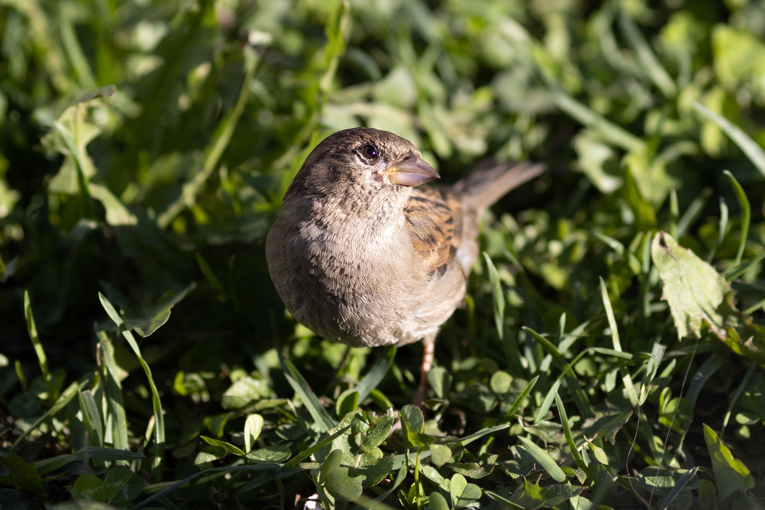 Природные пейзажи. Наталия Клевинскас портретный фотограф в Костроме