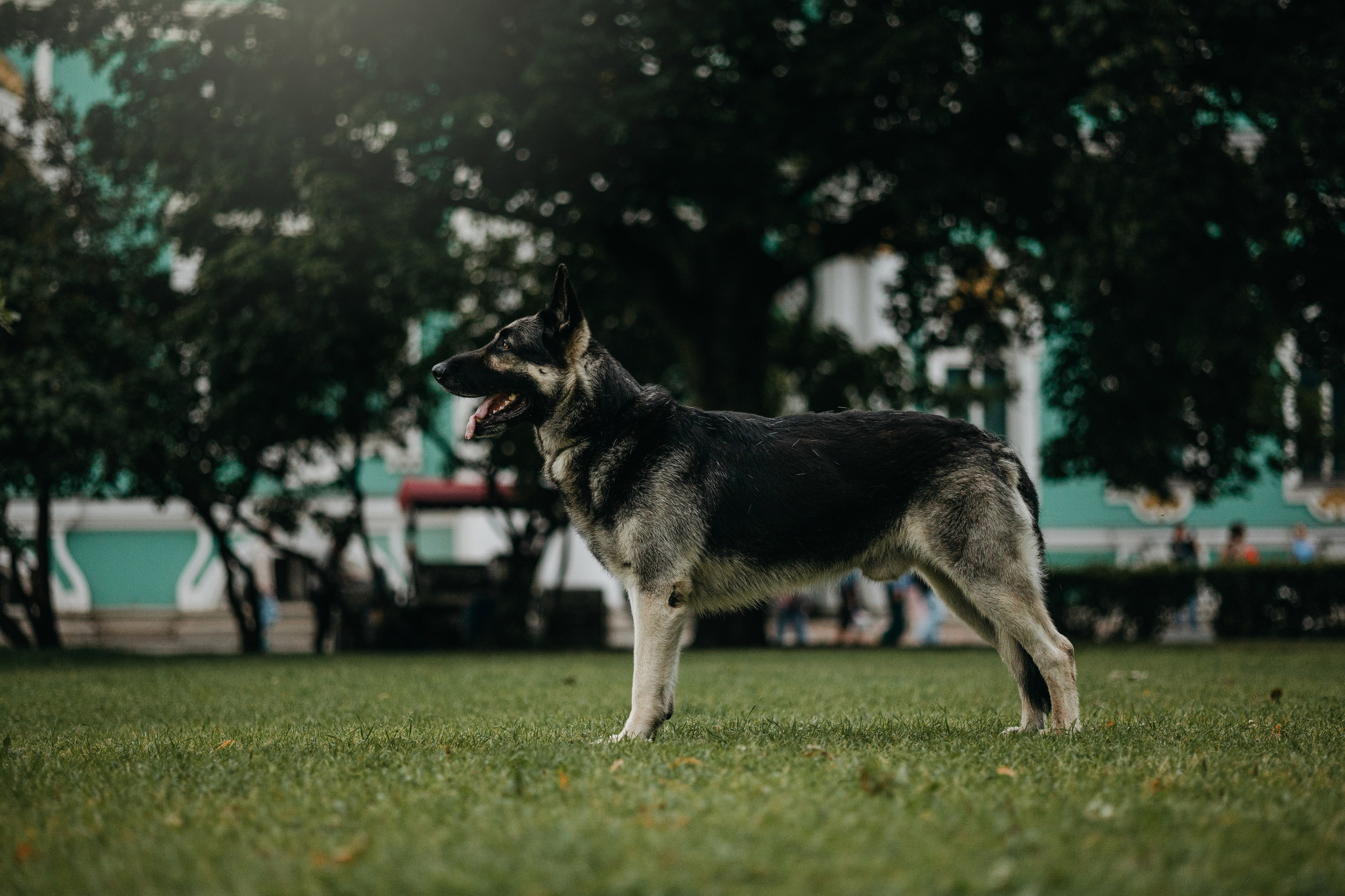 Рей и Ксения. Фотограф — Анималист | Санкт-Петербург
