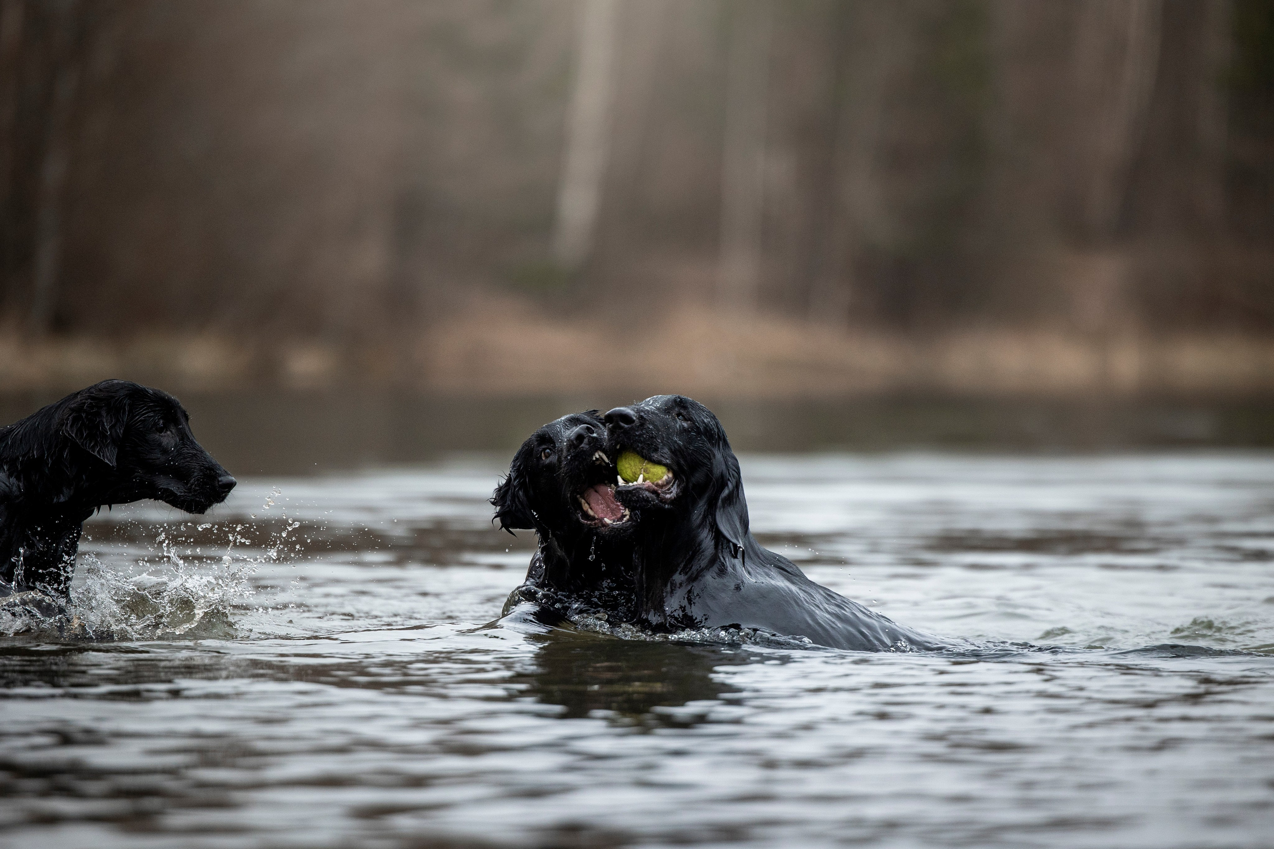 Ора, Ева, Рози и их семья. Фотограф — Анималист | Санкт-Петербург